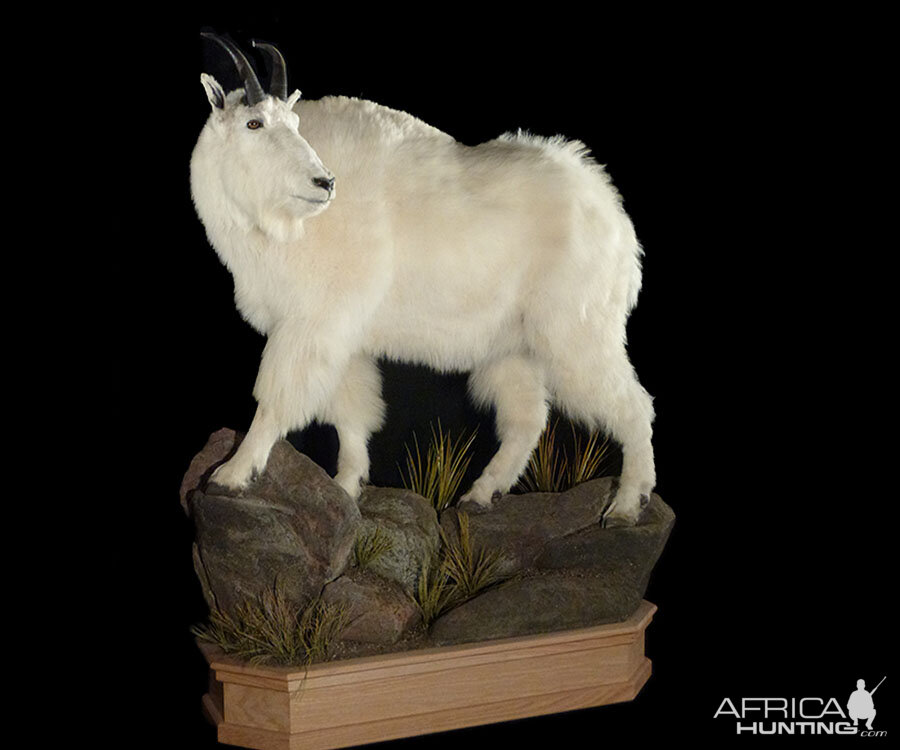 Mountain Goat Full Mount Taxidermy