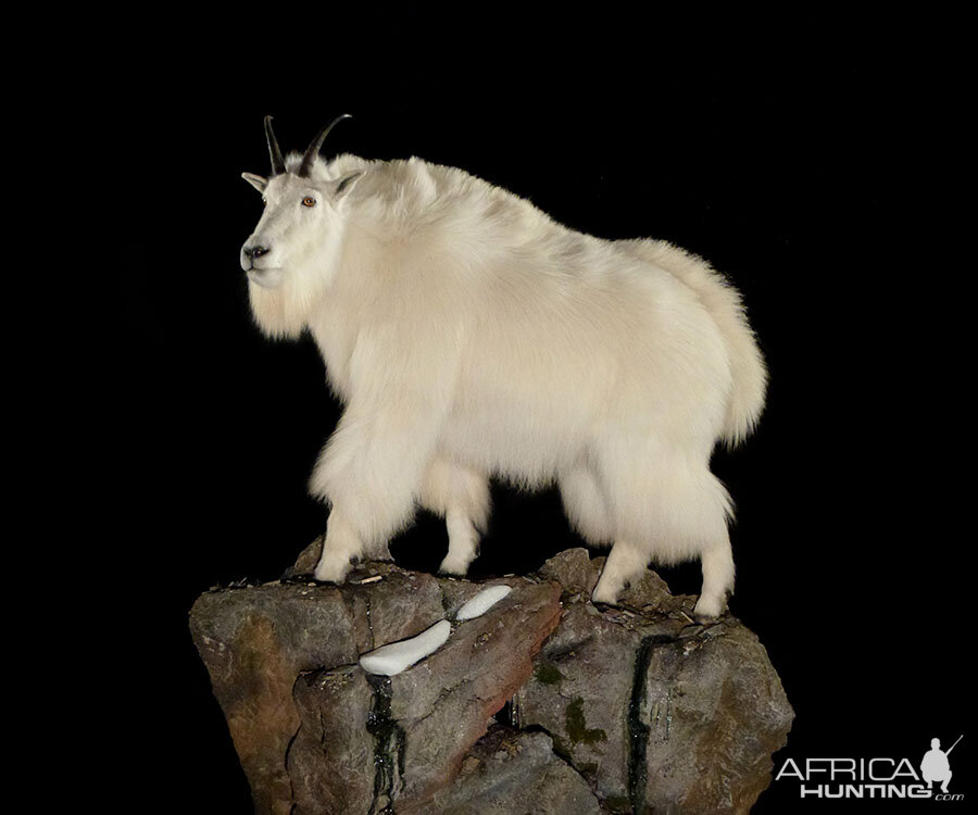 Mountain Goat Full Mount Taxidermy