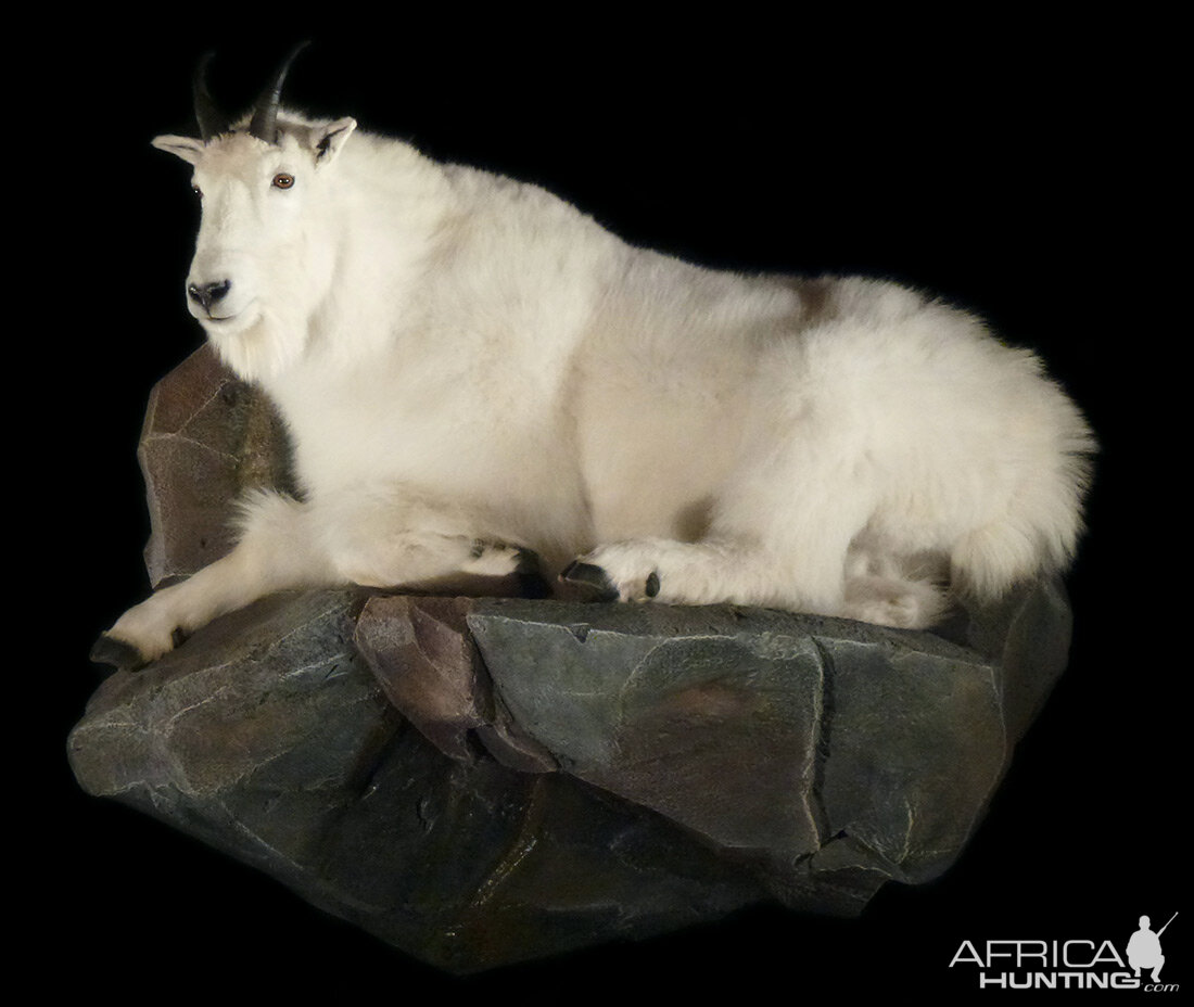 Mountain Goat Laying on Rock