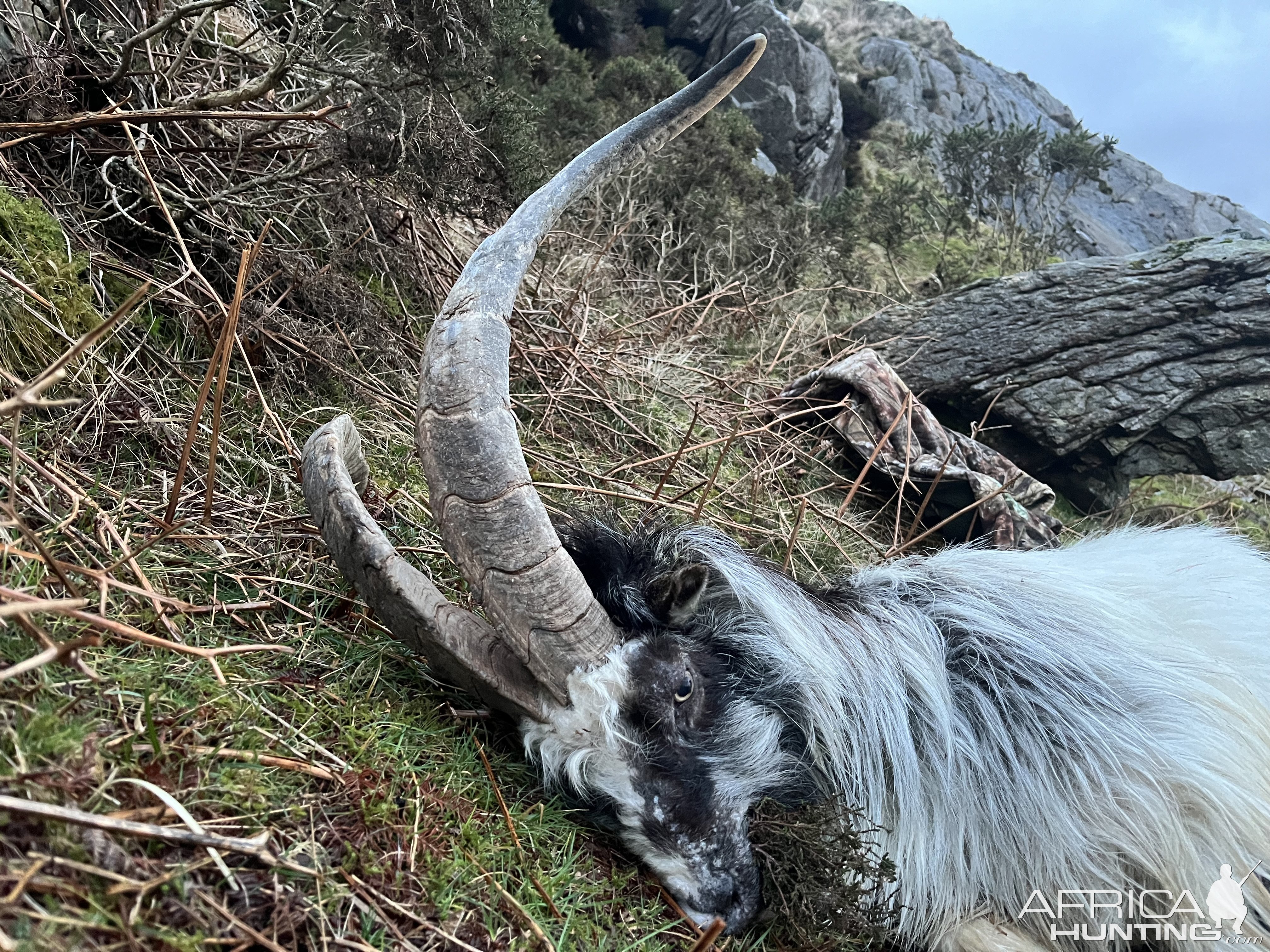 Mountain Goats Hunt Wales