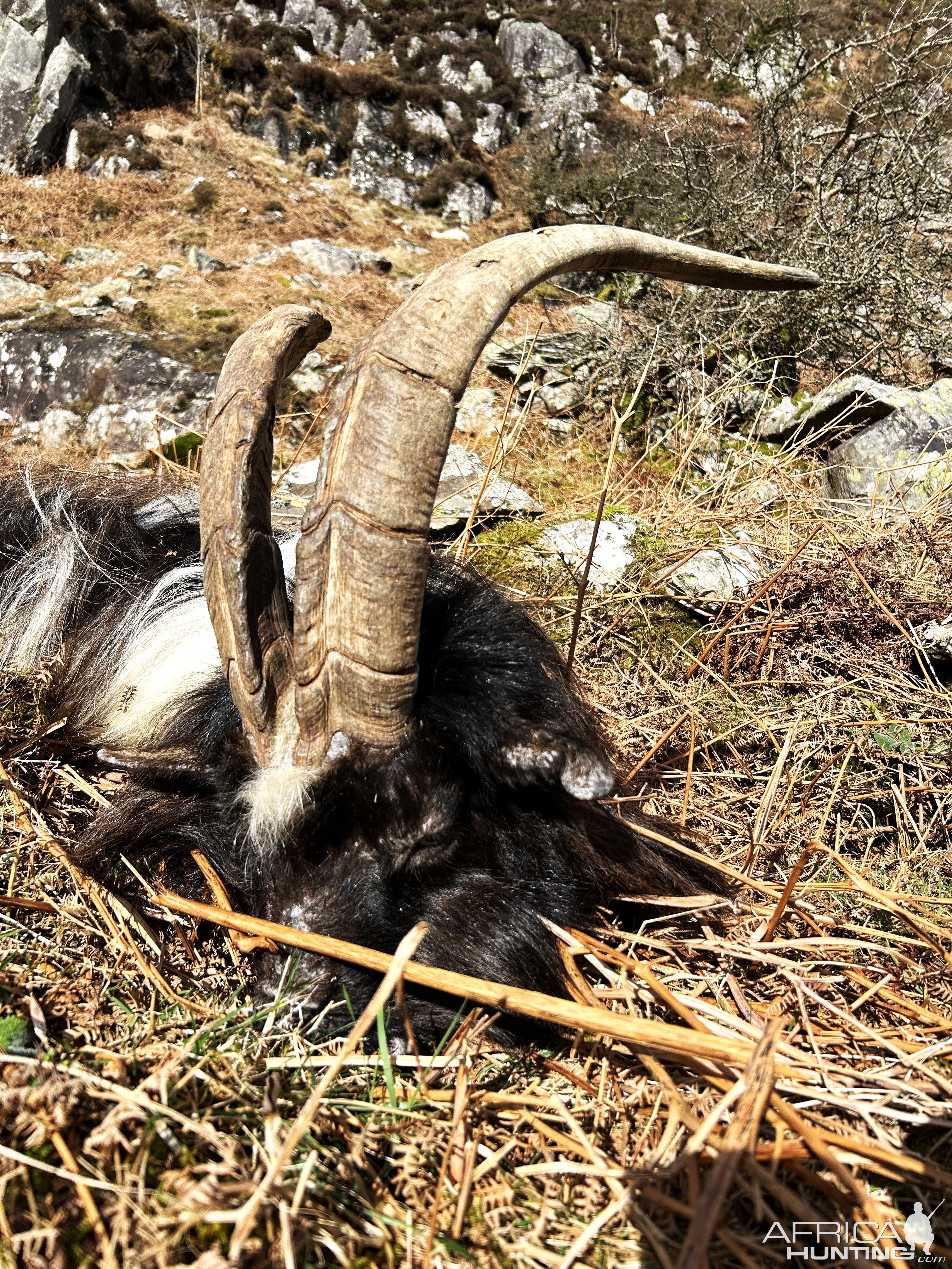 Mountain Goats Hunt Wales