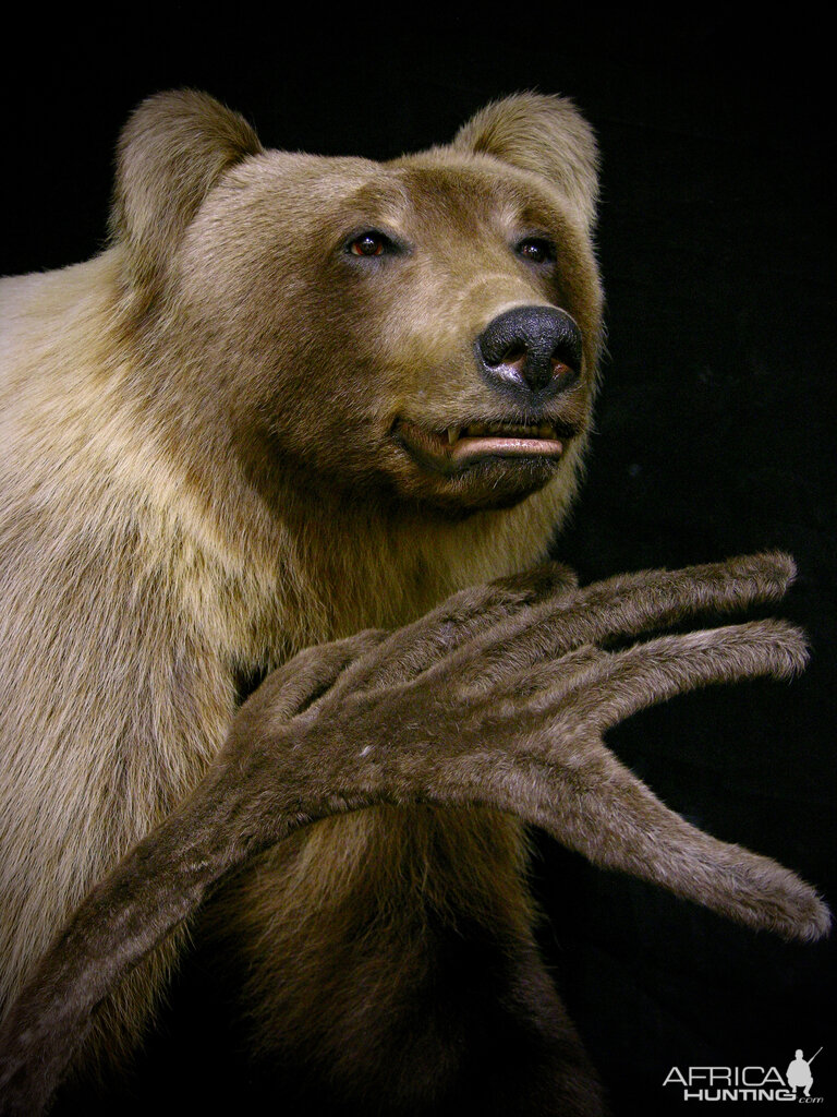 Mountain Grizzly Bear Full Mount Taxidermy