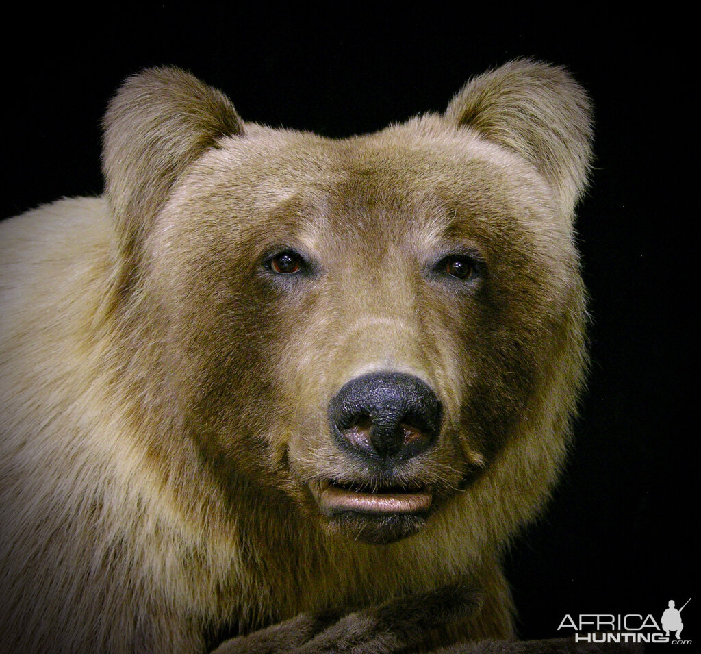 Mountain Grizzly Bear Full Mount Taxidermy