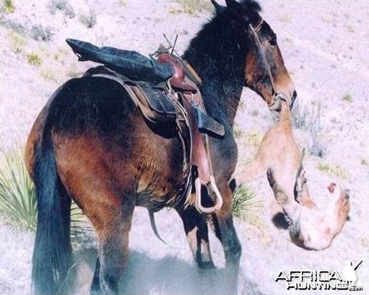 Mountain Lion and Mule Montana