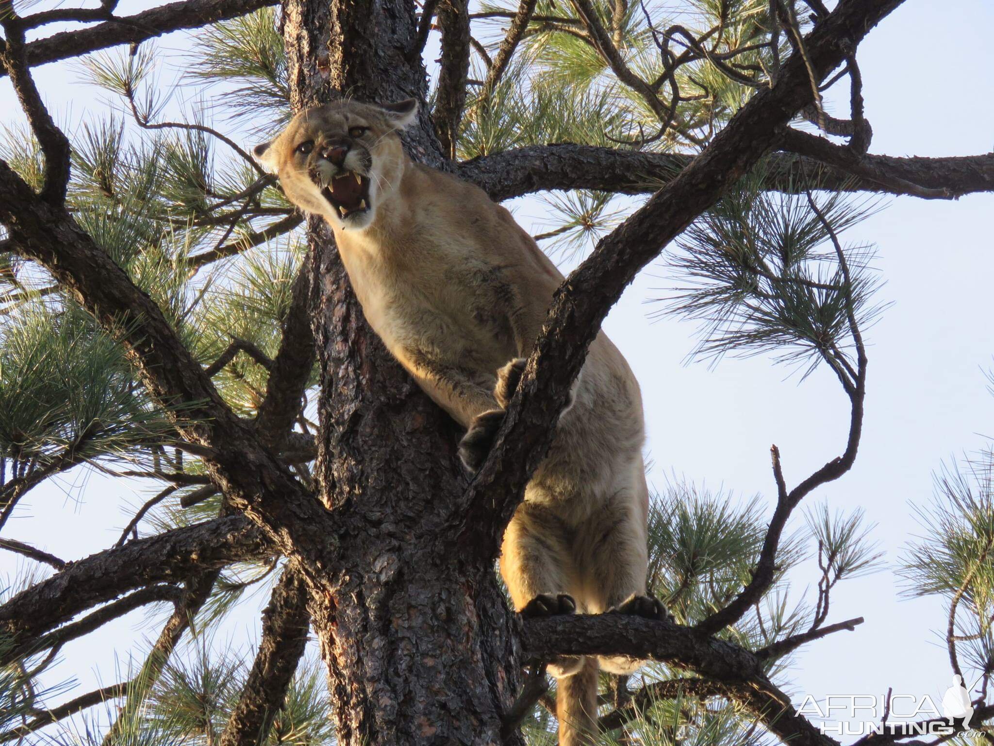 Mountain Lion Arizona USA