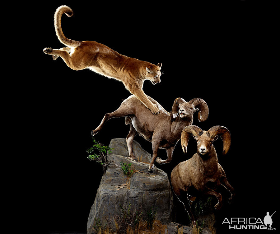 Mountain Lion & Bighorn sheep Full Mount Taxidermy