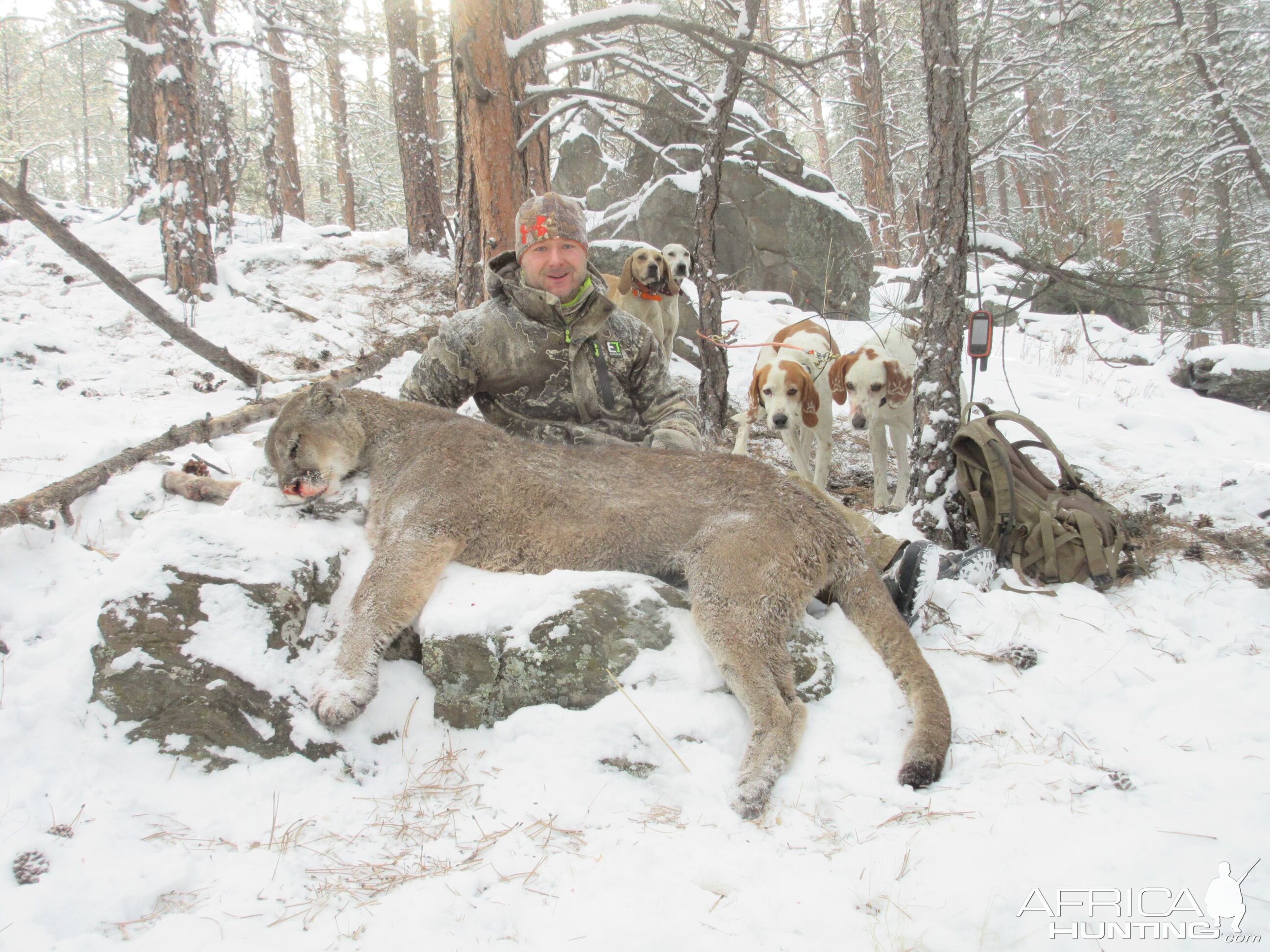 Mountain Lion Colorado