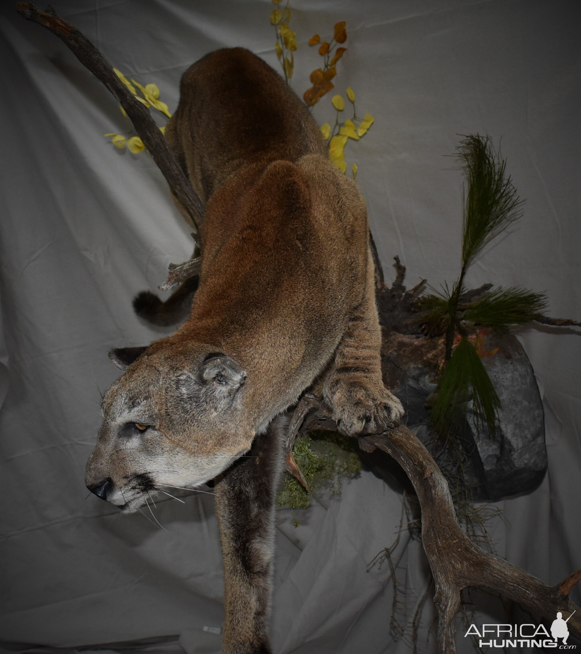 Mountain Lion Full Mount Taxidermy