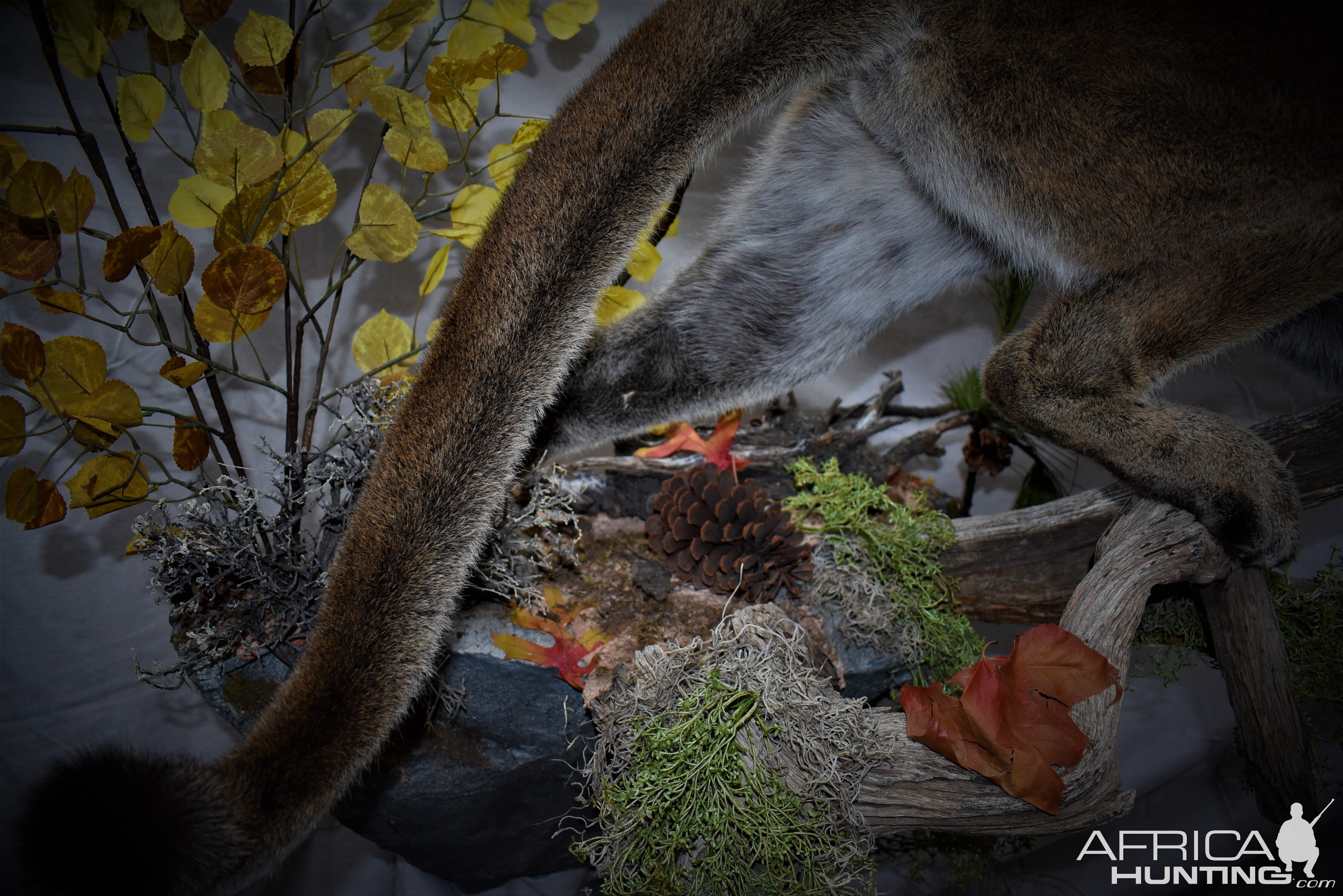 Mountain Lion Full Mount Taxidermy