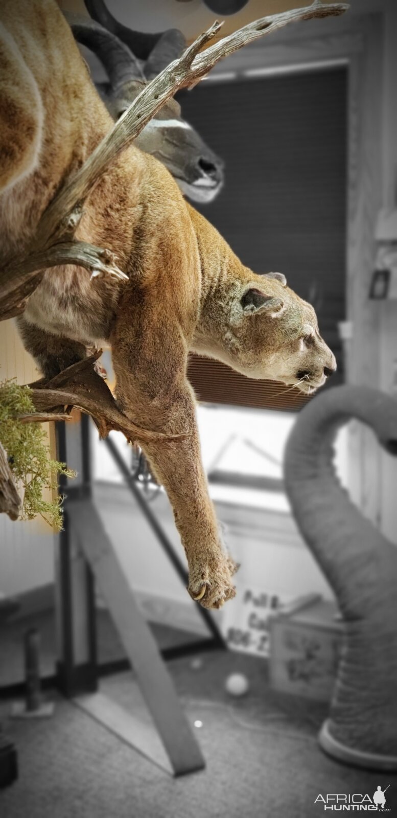 Mountain Lion Full Mount Taxidermy