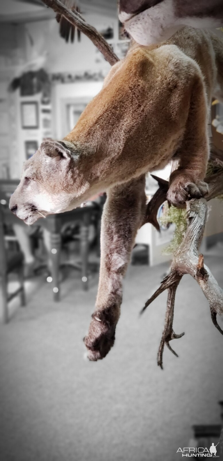 Mountain Lion Full Mount Taxidermy