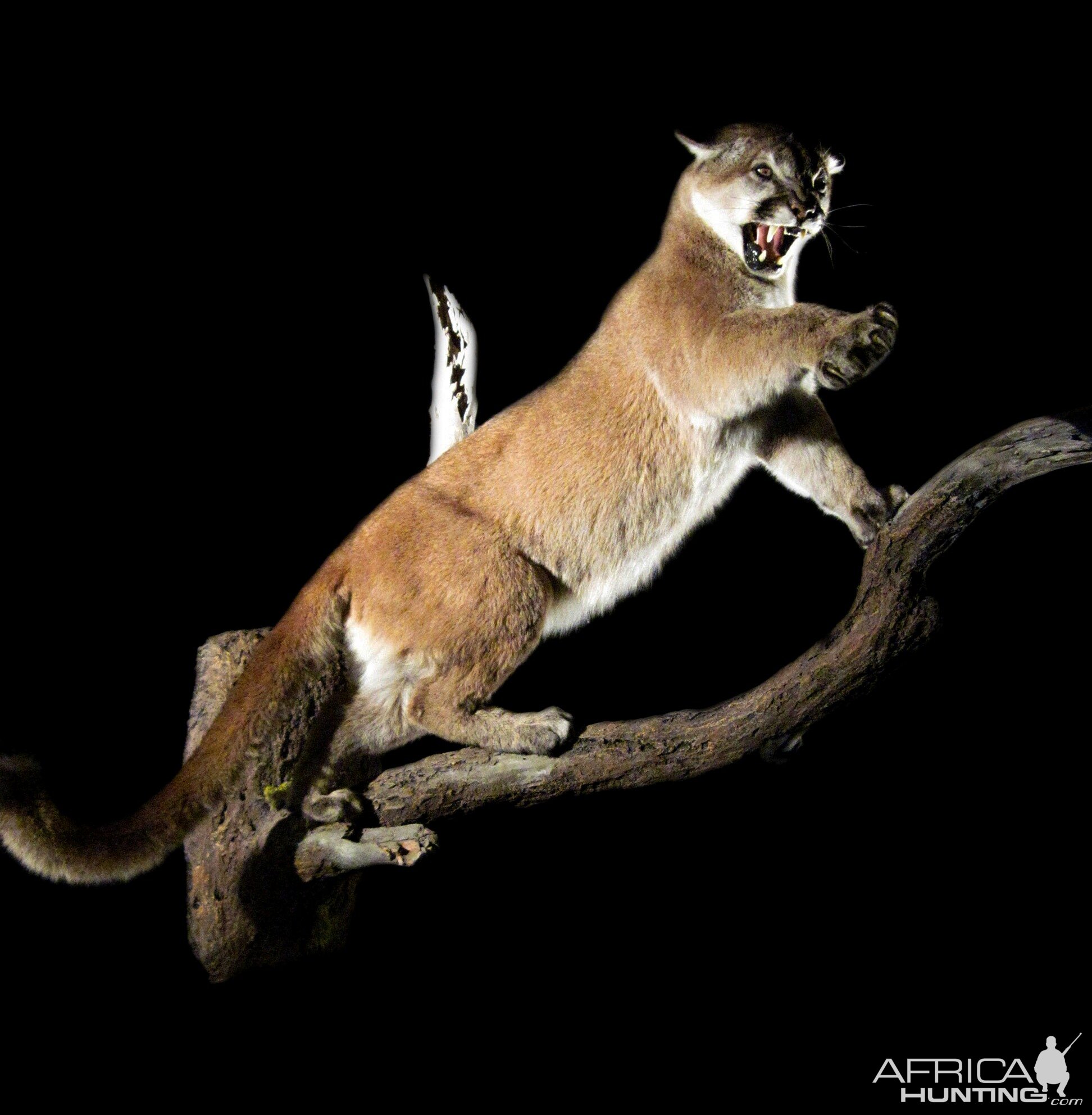 Mountain Lion Full Mount Taxidermy