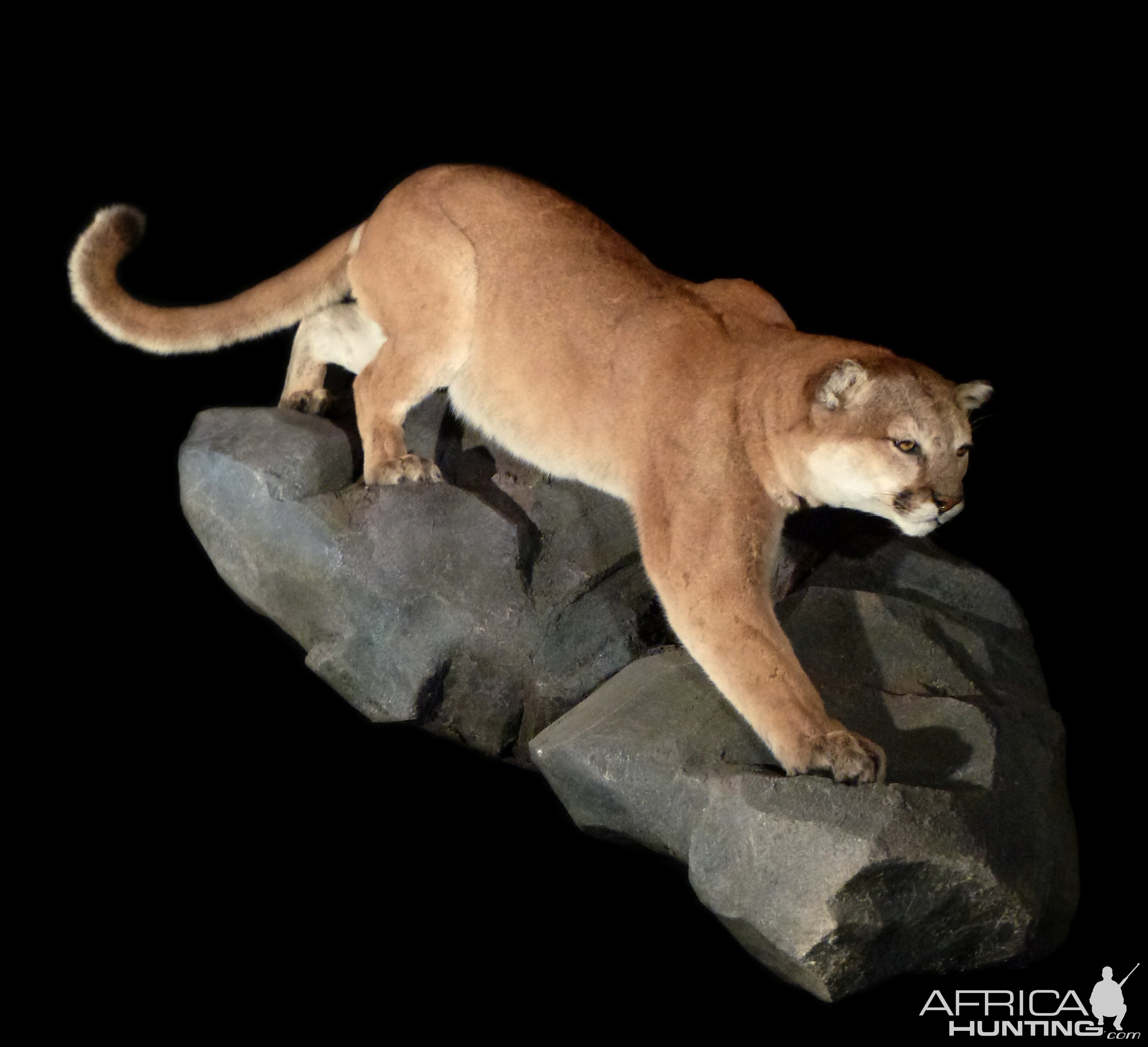 Mountain Lion Full Mount Taxidermy