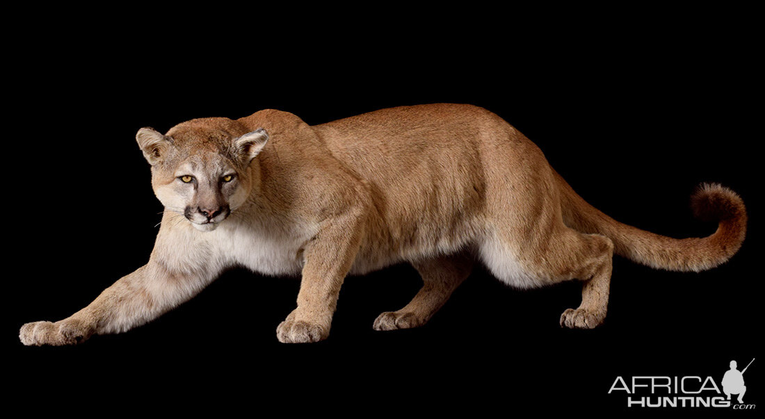 Mountain Lion Full Mount Taxidermy