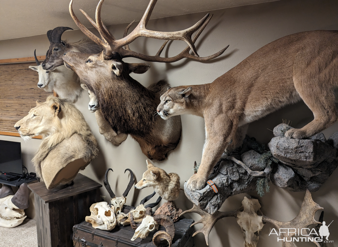 Mountain Lion Full Mount Taxidermy