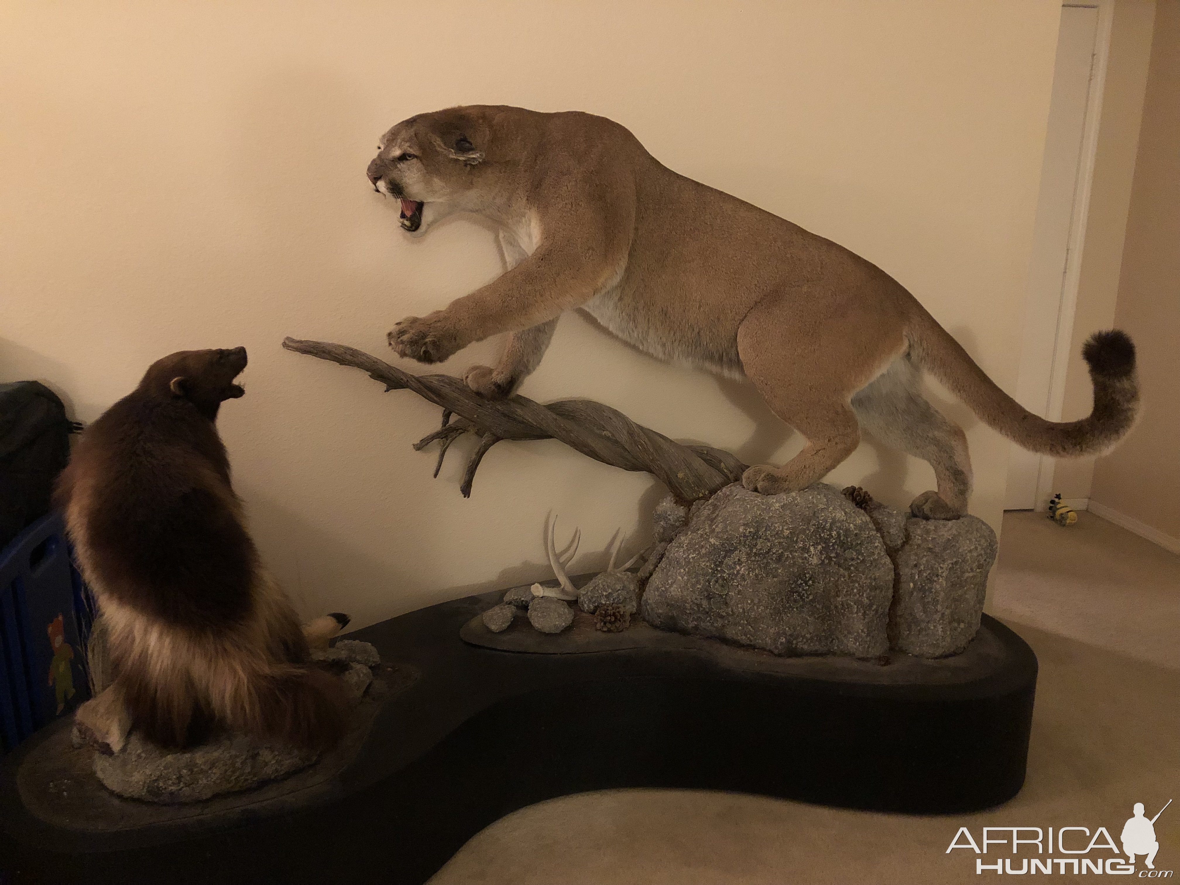 Mountain Lion Full Mount Taxidermy