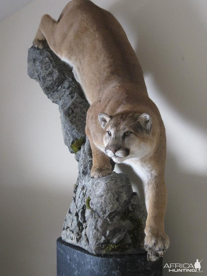 Mountain Lion Full Mount Taxidermy