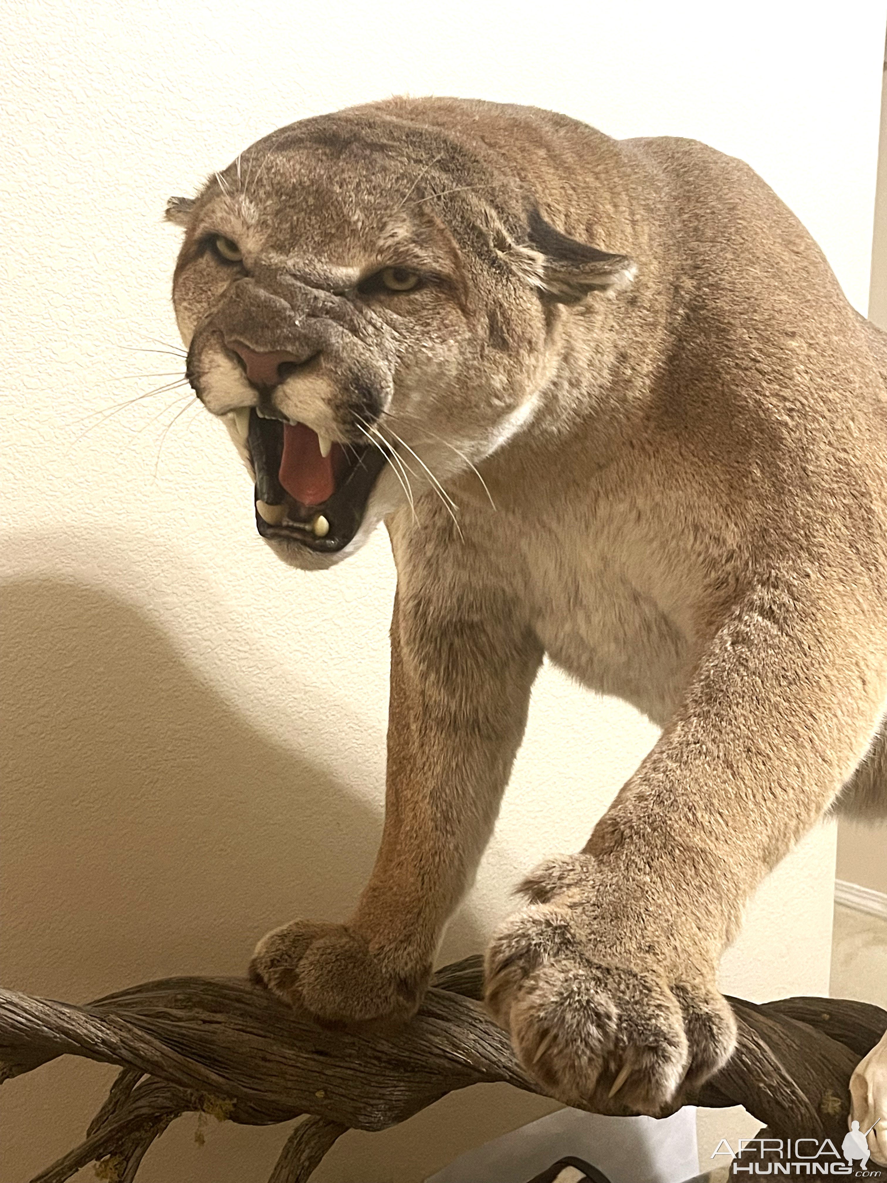 Mountain Lion Full Mount Taxidermy