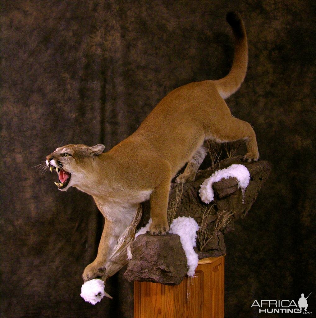 Mountain Lion Full Mount Taxidermy