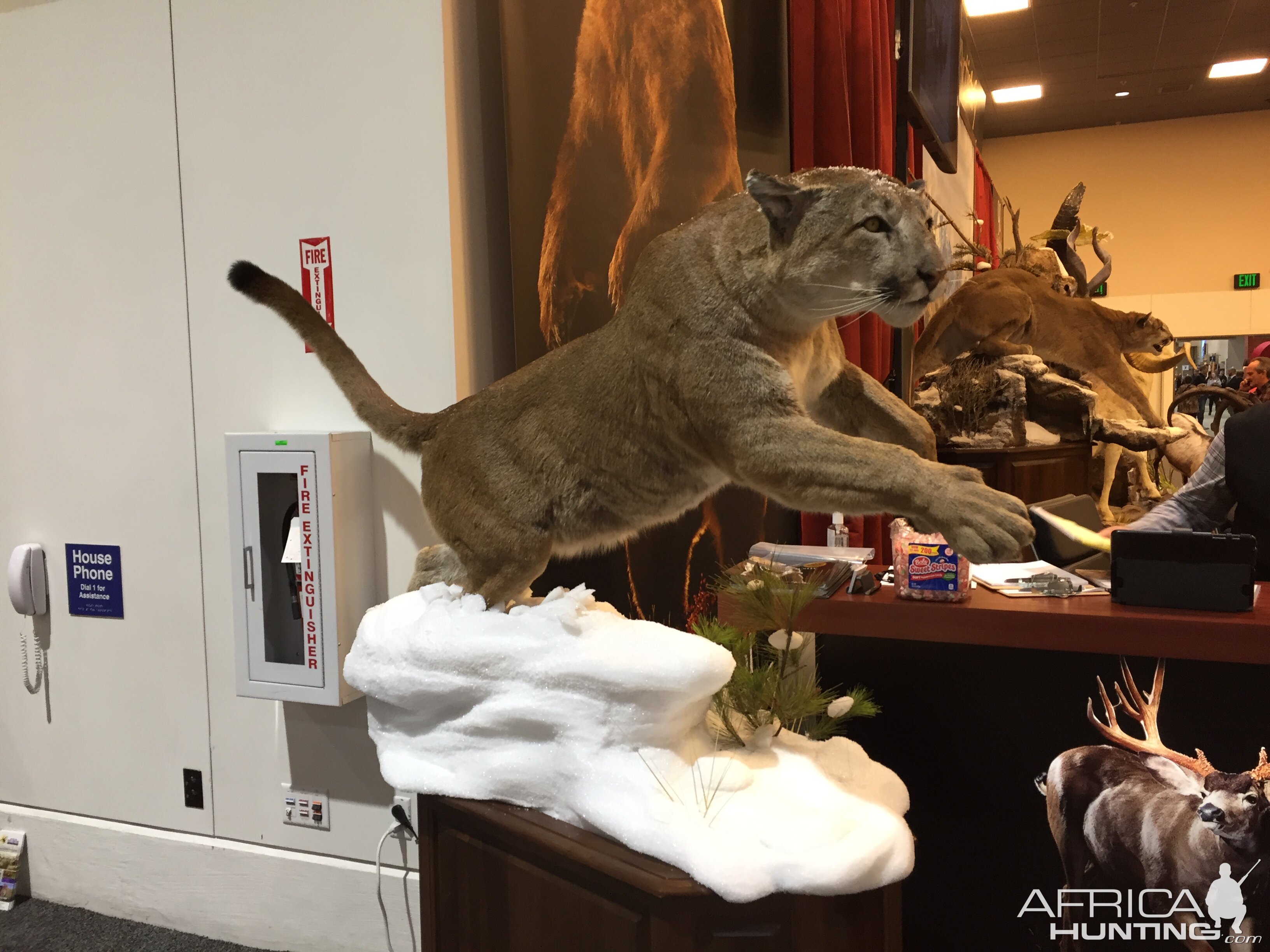 Mountain Lion Full Mount Taxidermy