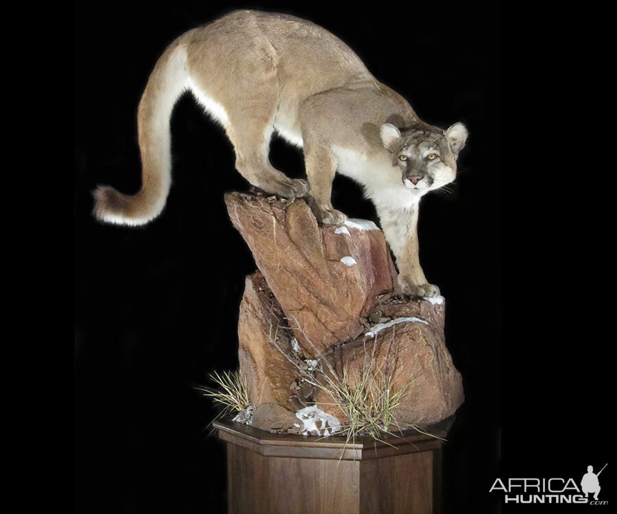 Mountain Lion Full Mount Taxidermy