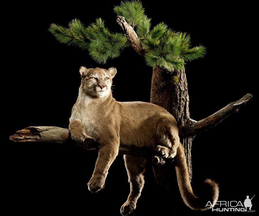 Mountain Lion Full Mount Taxidermy