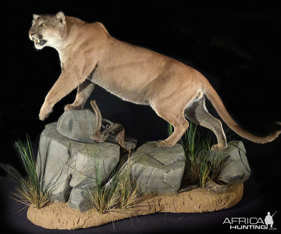 Mountain Lion Full Mount Taxidermy