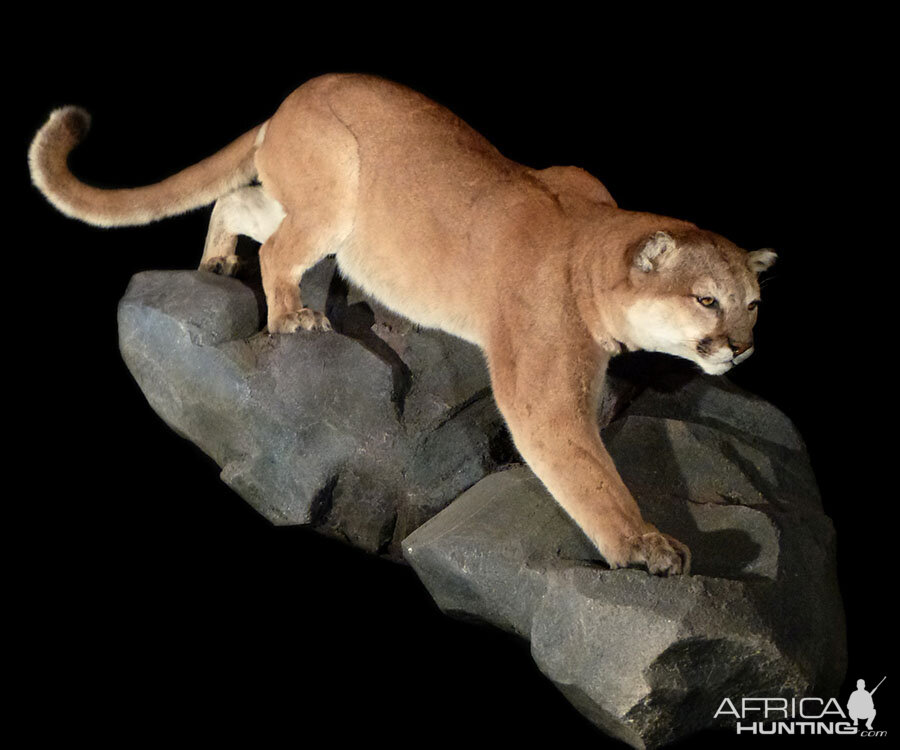 Mountain Lion Full Mount Taxidermy