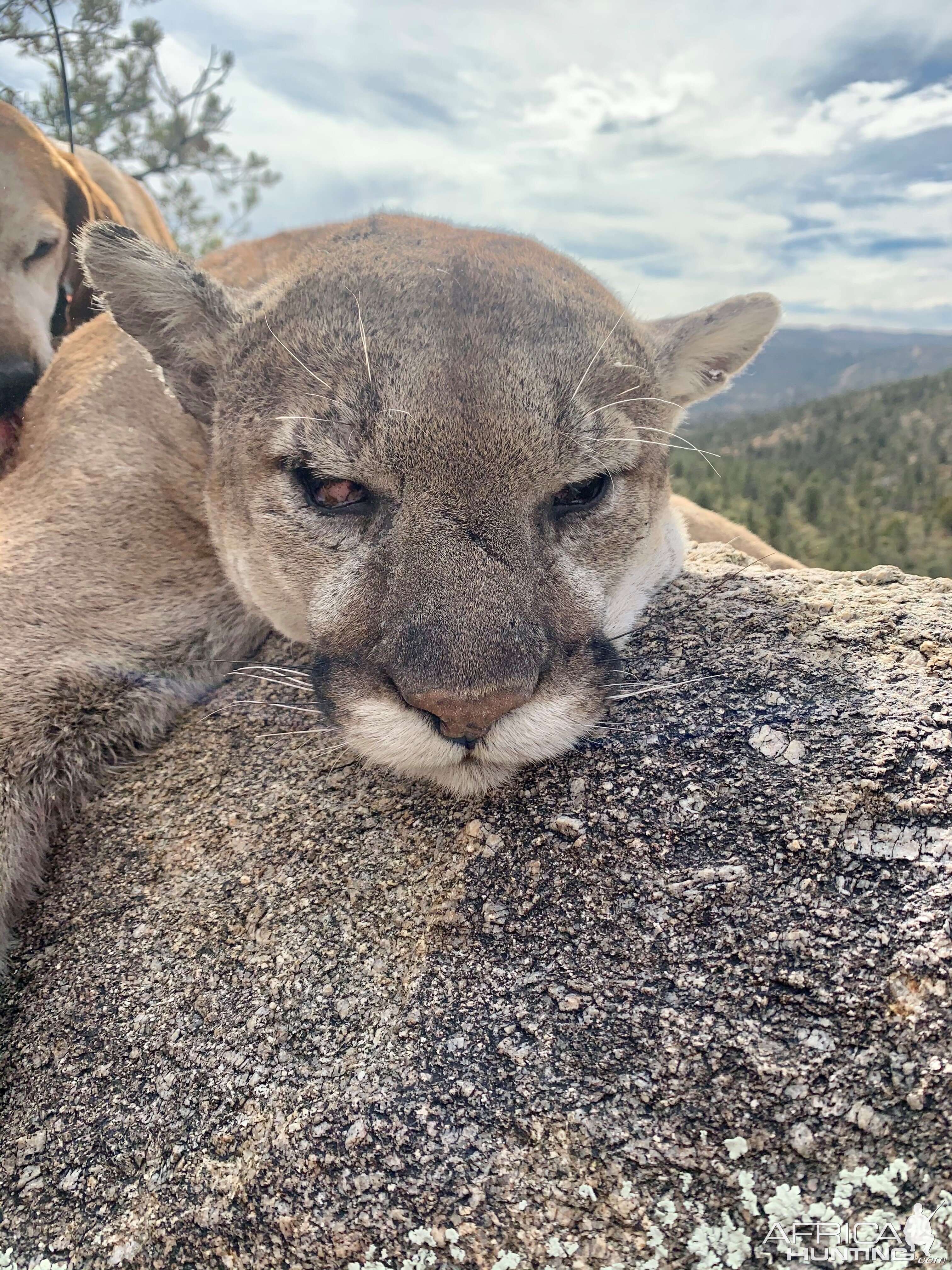 Mountain Lion Hunt Arizona