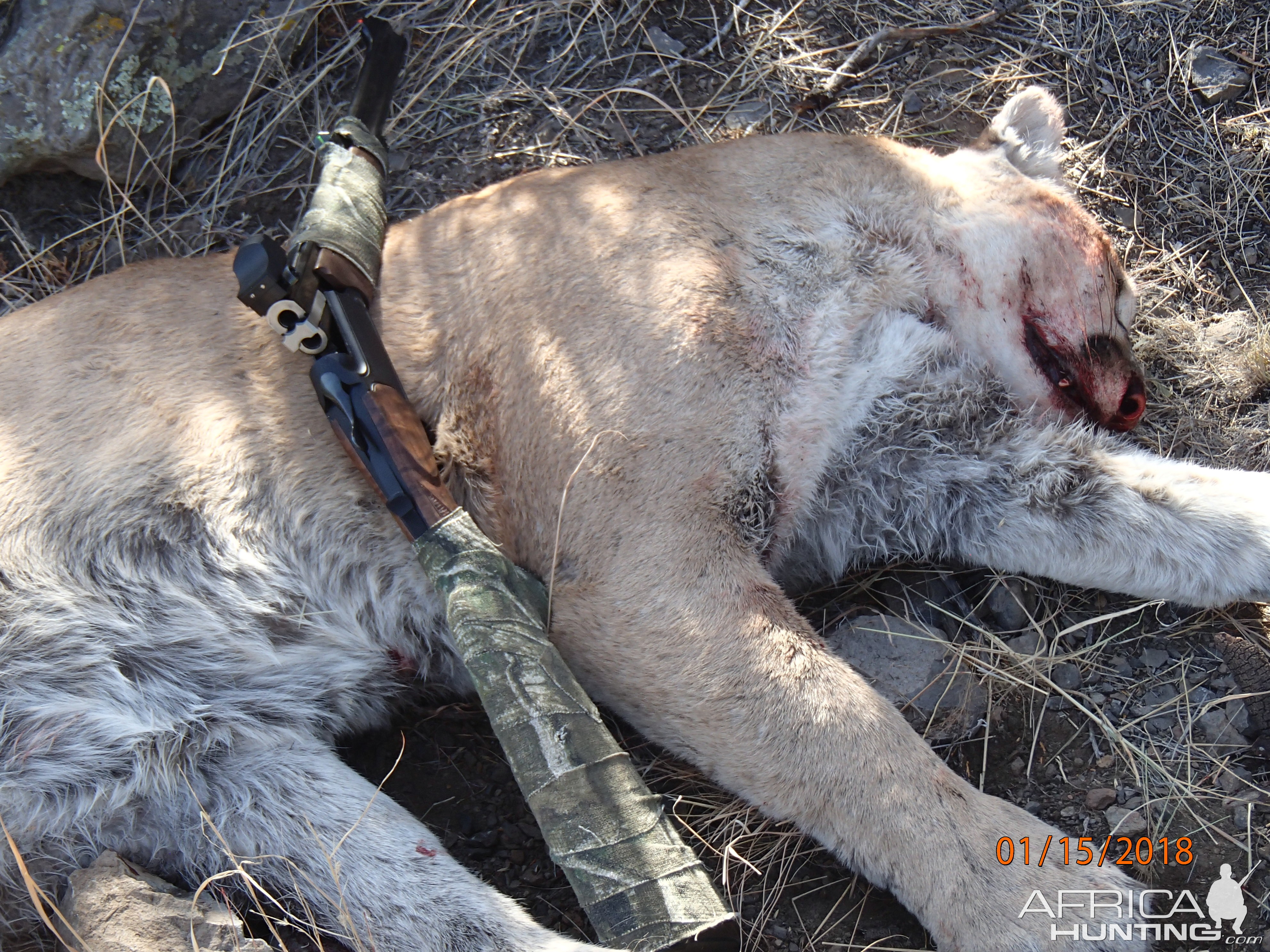 Mountain Lion Hunt in Arizona