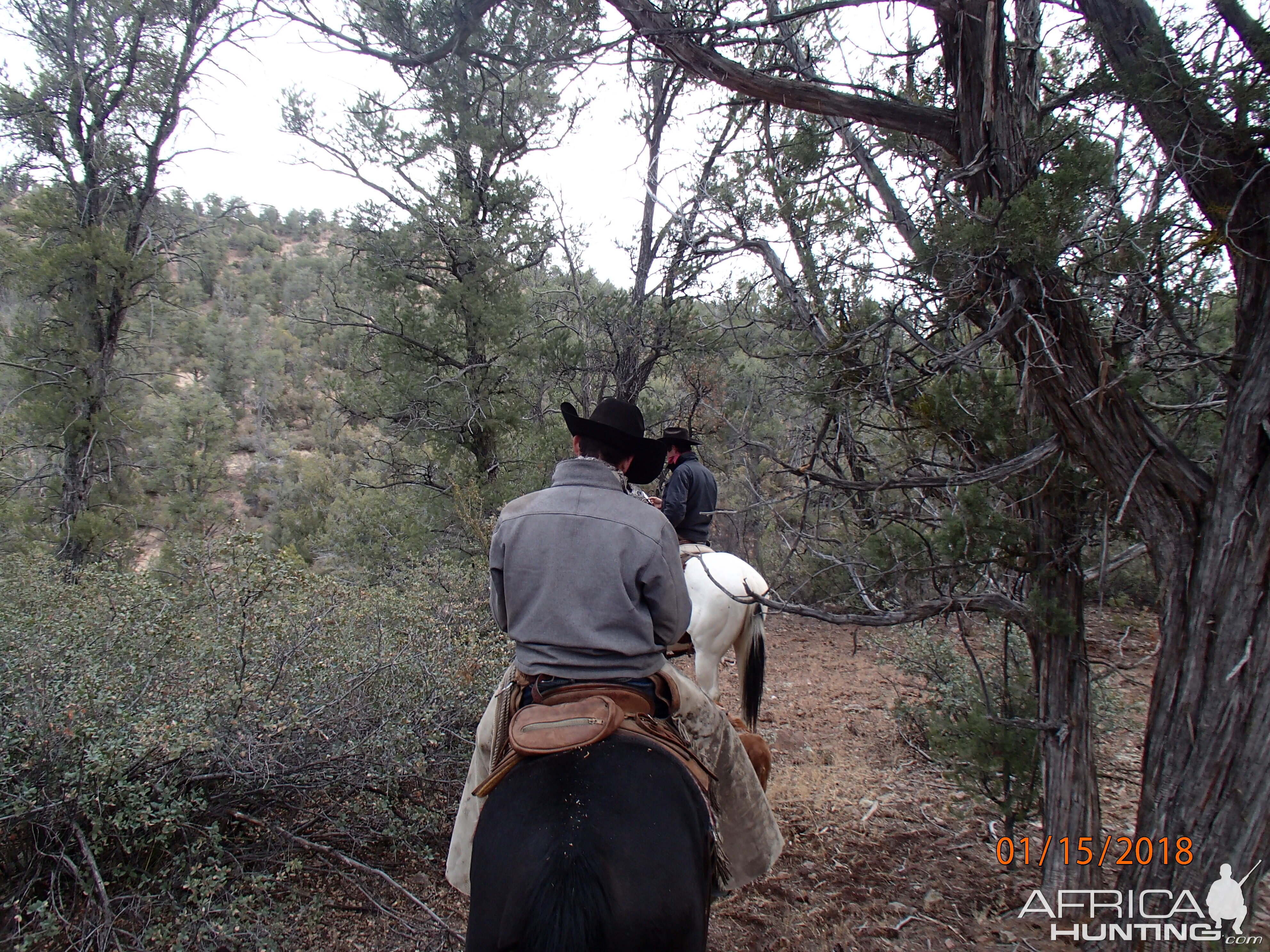 Mountain Lion Hunt in Arizona