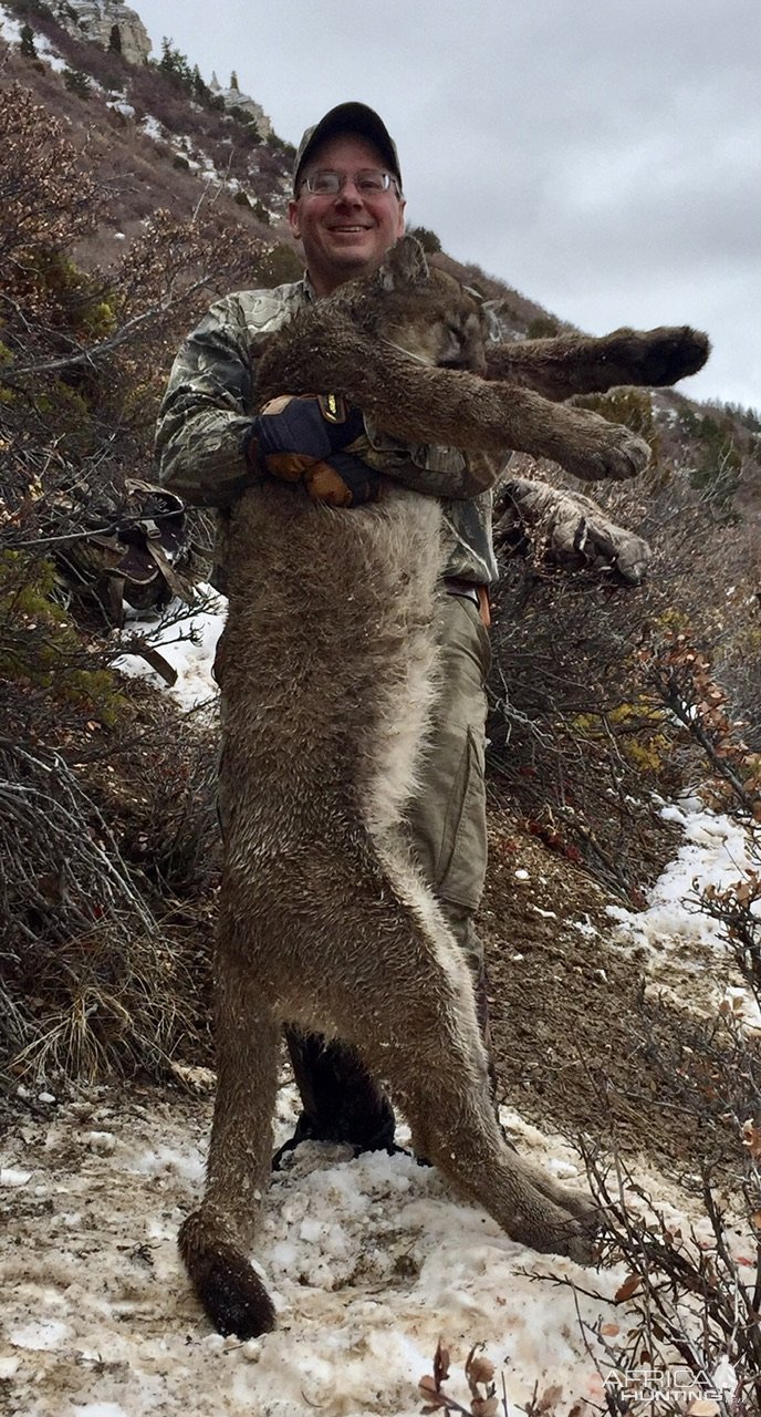 Mountain Lion Hunt Utah