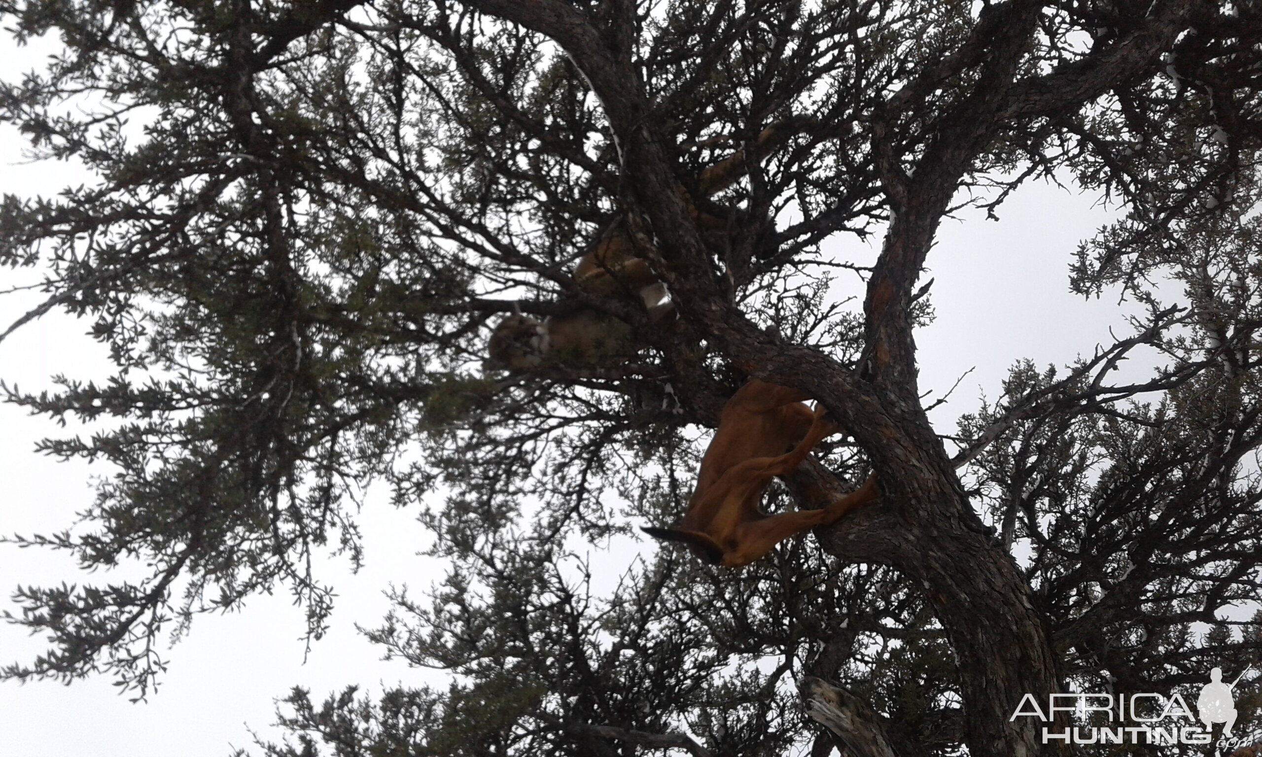 Mountain Lion Hunt with hounds Idaho