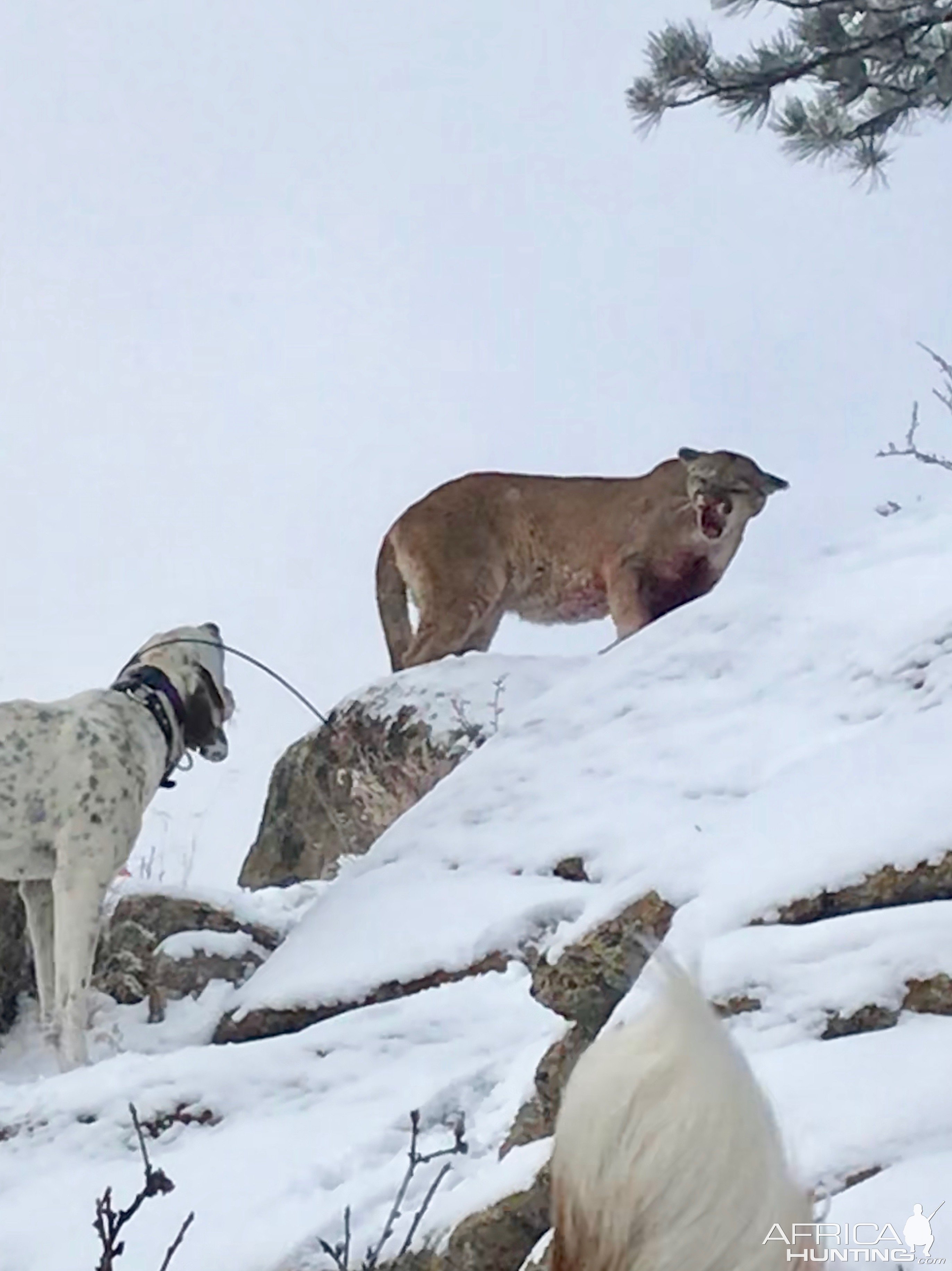 Mountain Lion Hunt