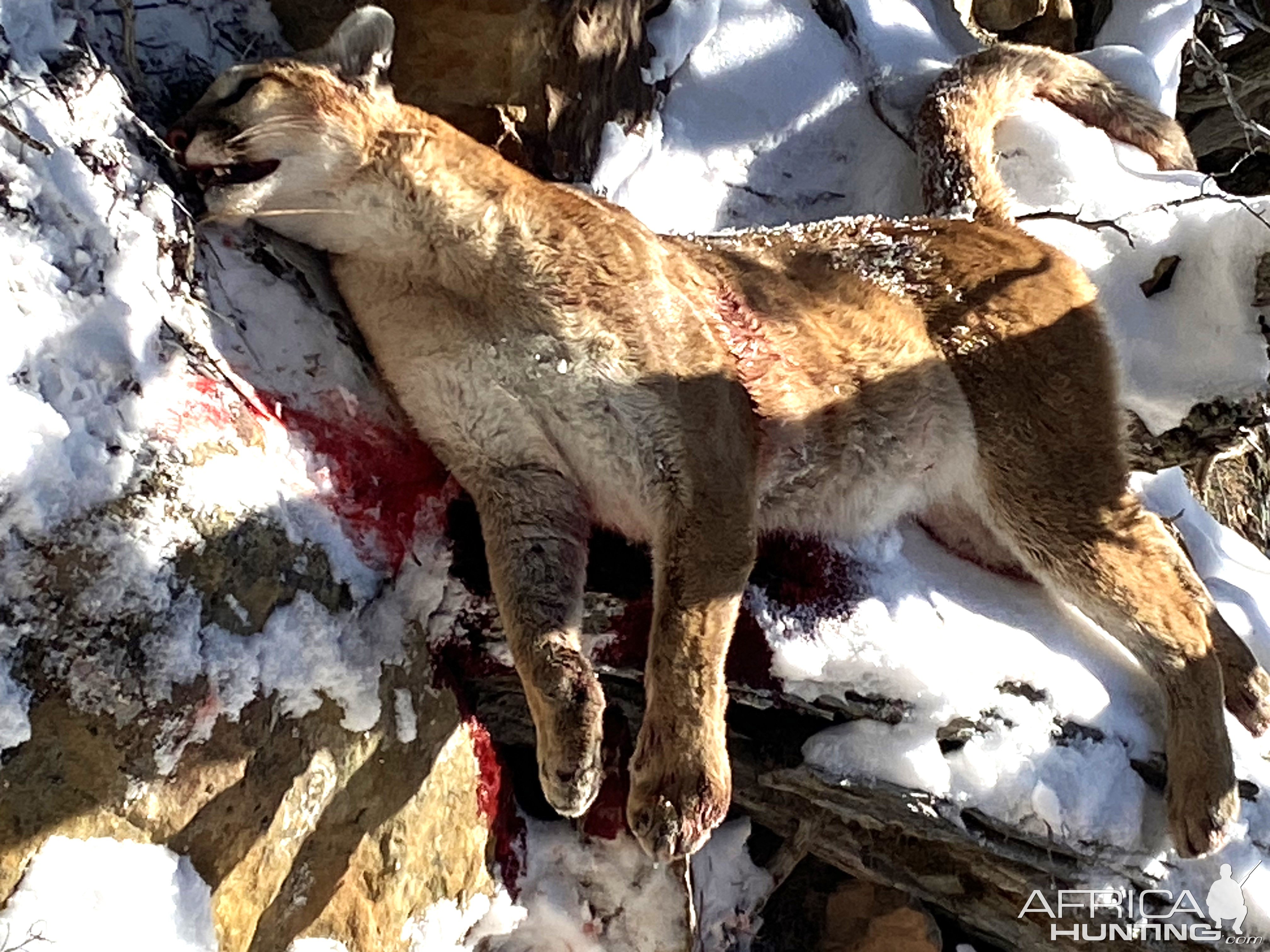 Mountain Lion Hunt