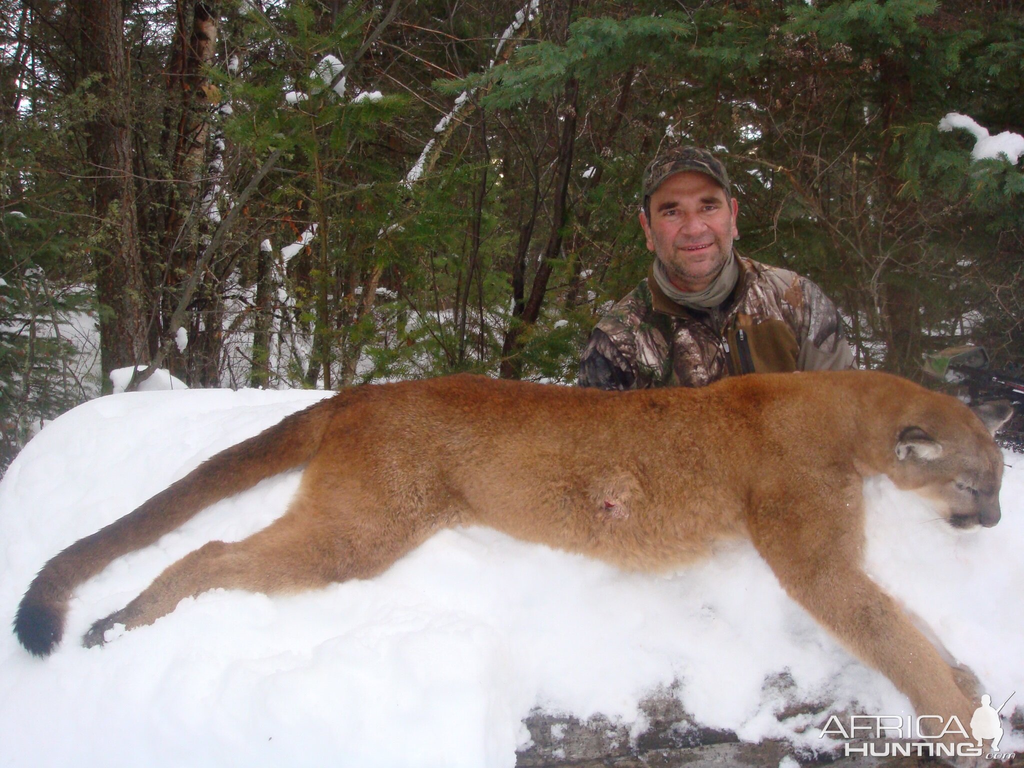 Mountain Lion Hunt