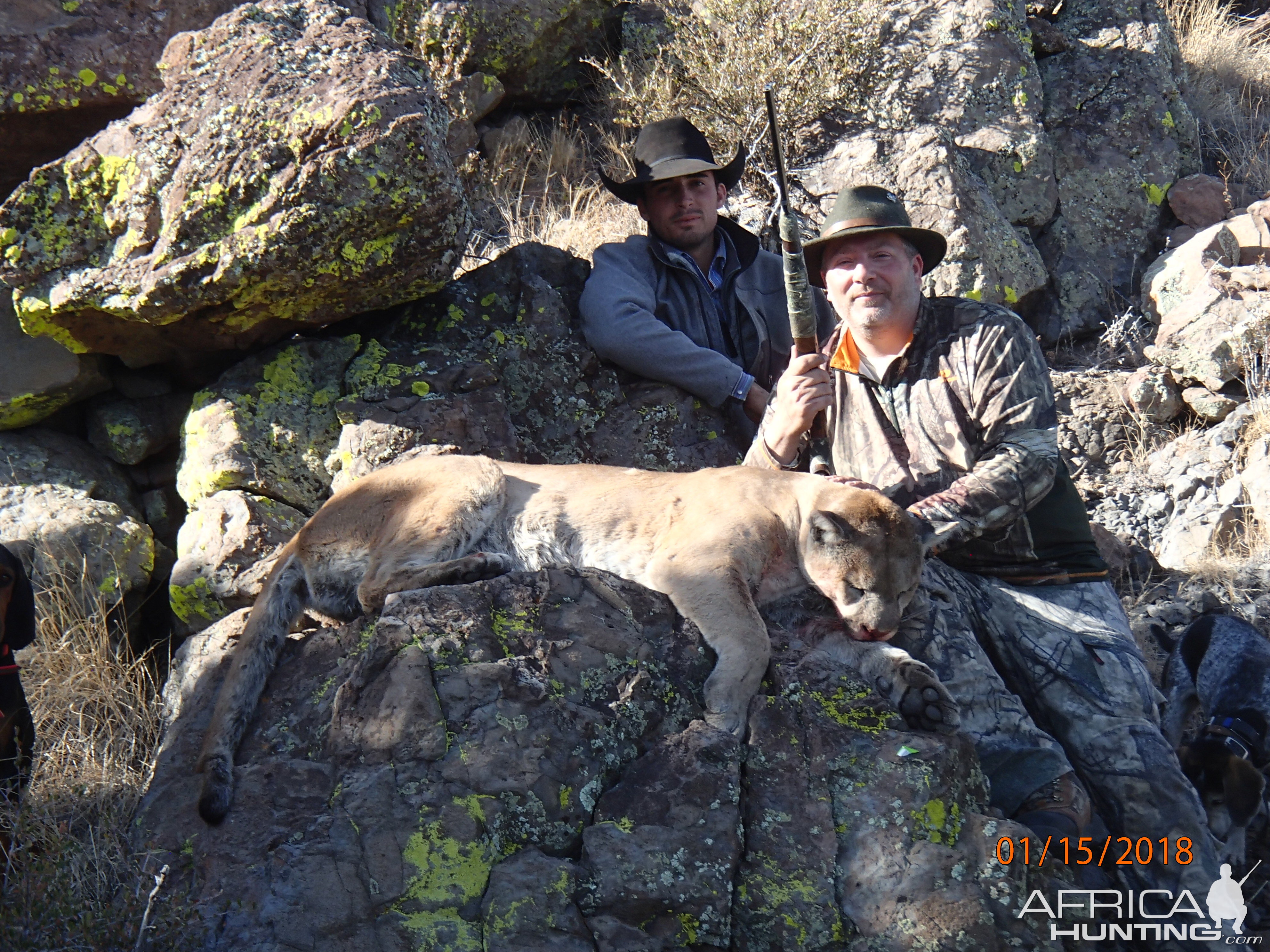 Mountain Lion Hunting in Arizona