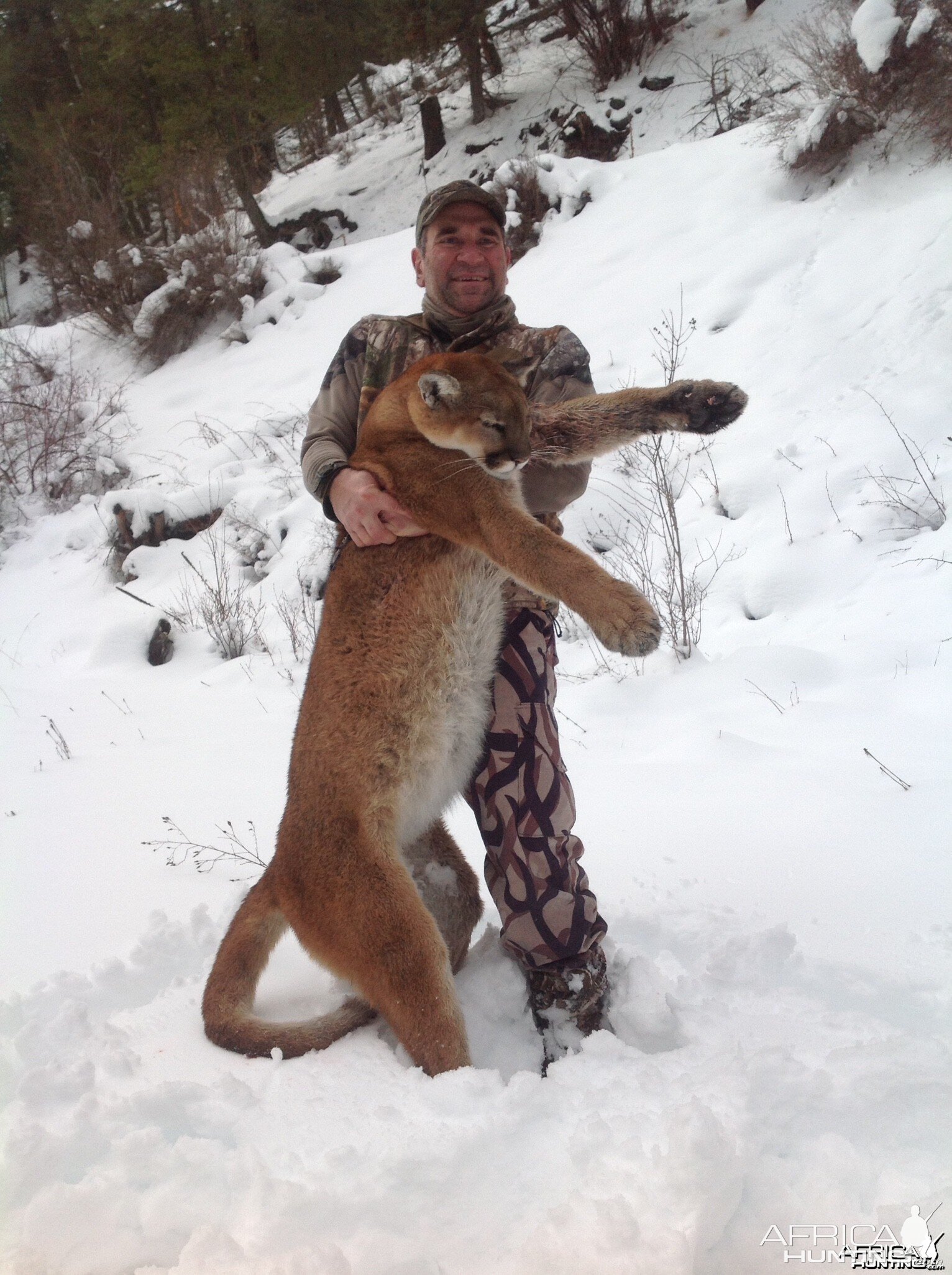 Mountain Lion in BC