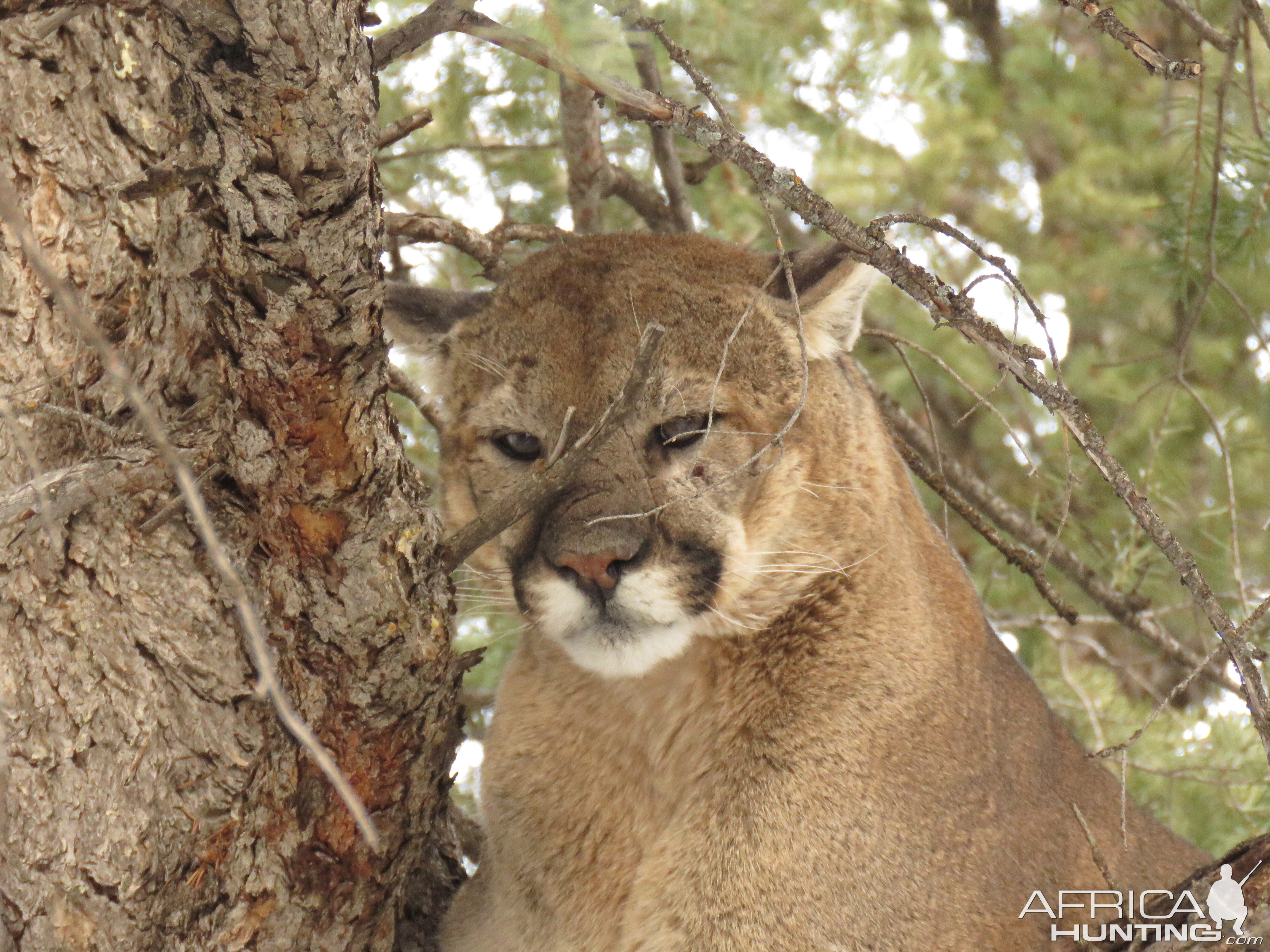 Mountain Lion