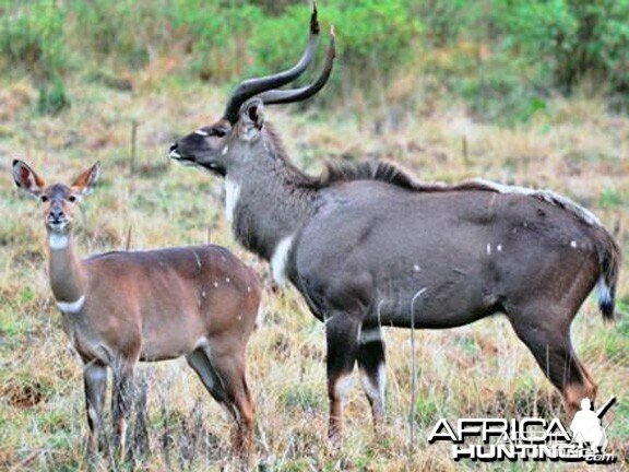 Mountain Nyala Bull and Female Ethiopia