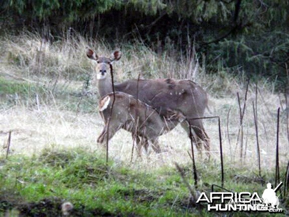 Mountain Nyala Female and Calf Ethiopia