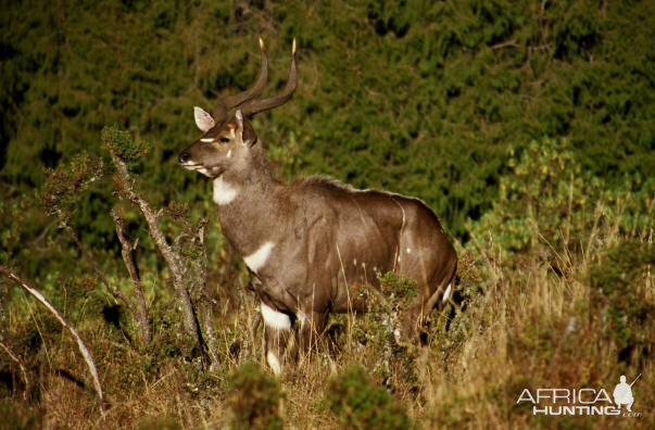 Mountain Nyala in Ethiopia