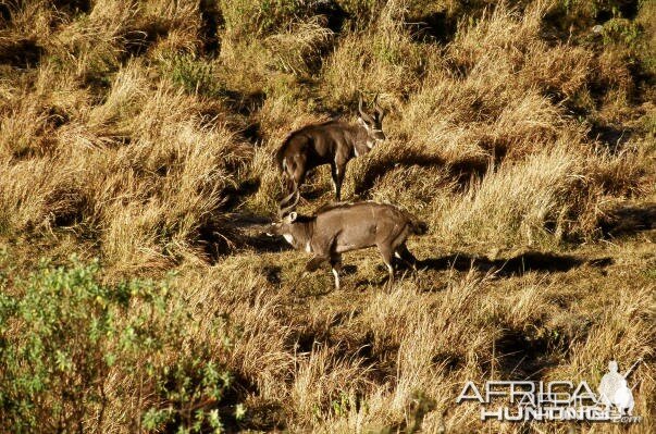 Mountain Nyala in Ethiopia