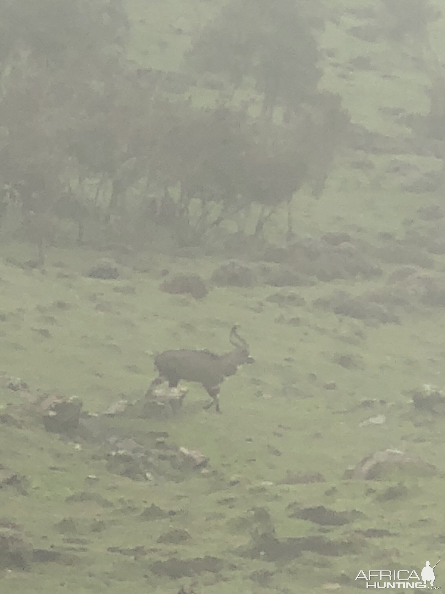 Mountain Nyala in the Fog Ethiopia