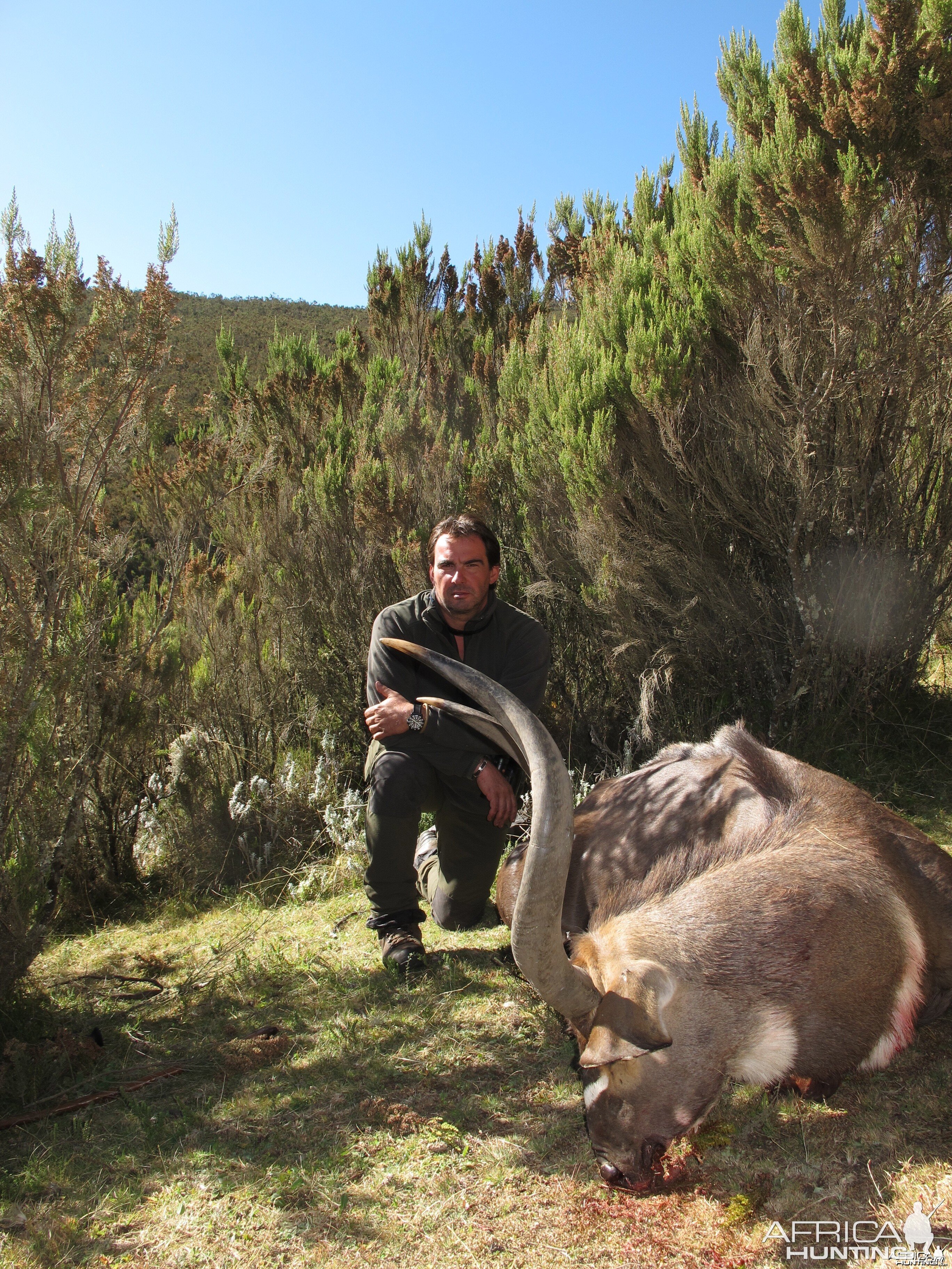 Mountain Nyala January 2011 Etiophia