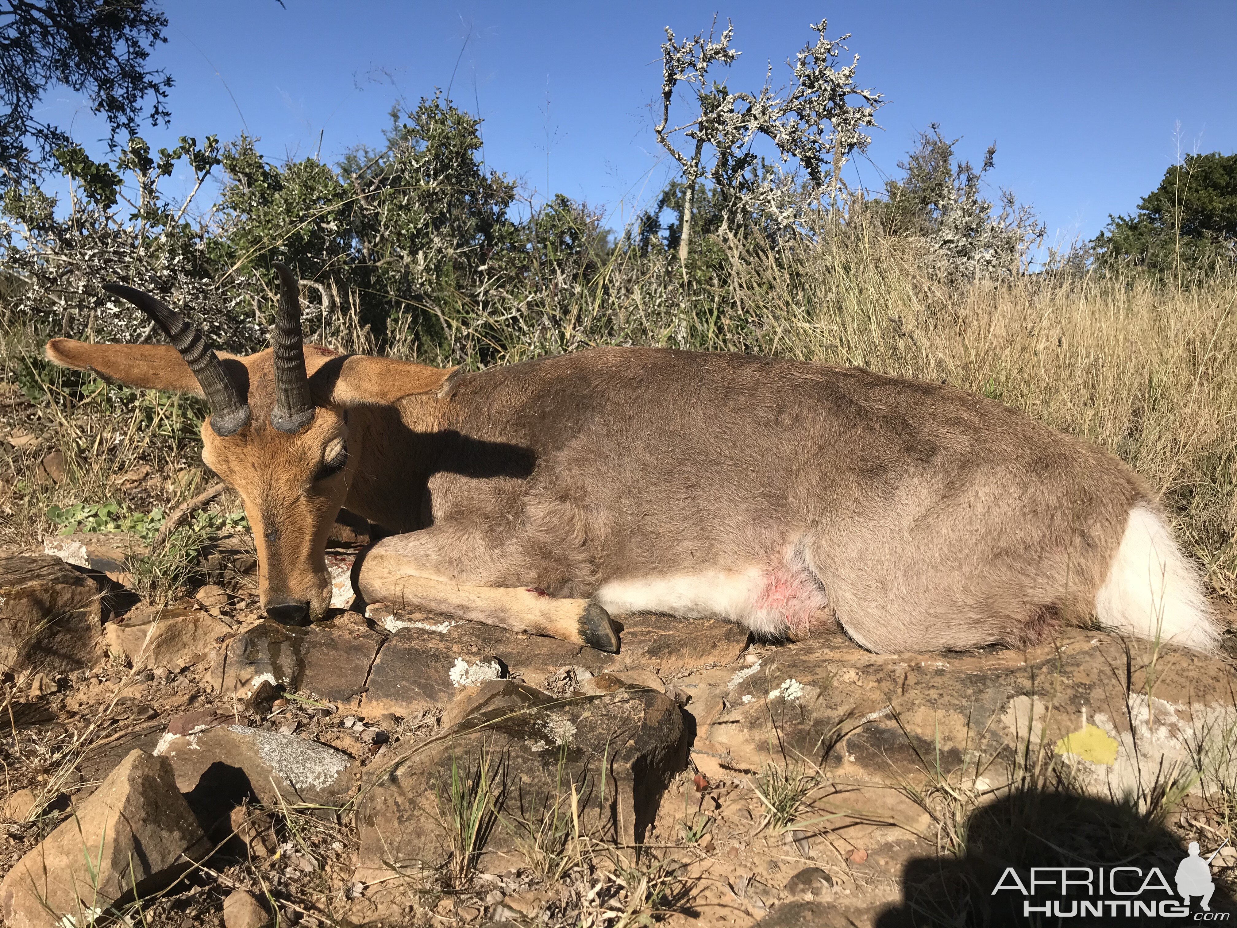 Mountain Reedbuck Eastern Cape South Africa