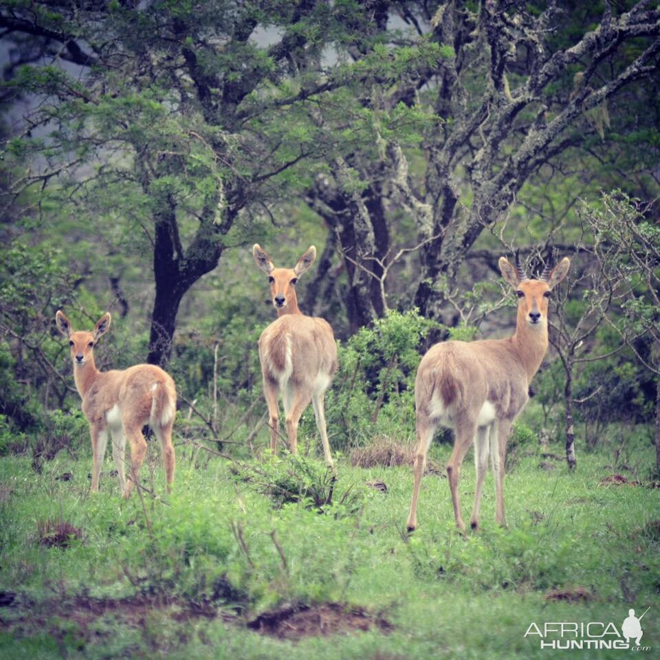 Mountain Reedbuck herd South Africa