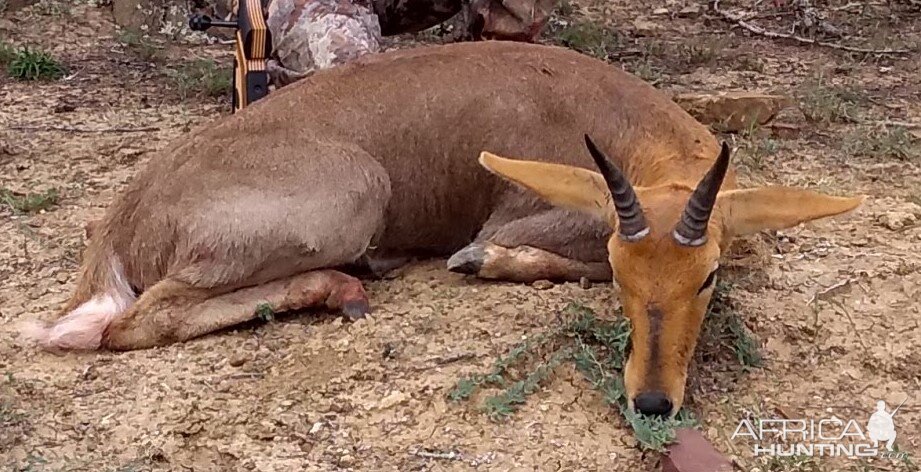 Mountain Reedbuck Hunt South Africa