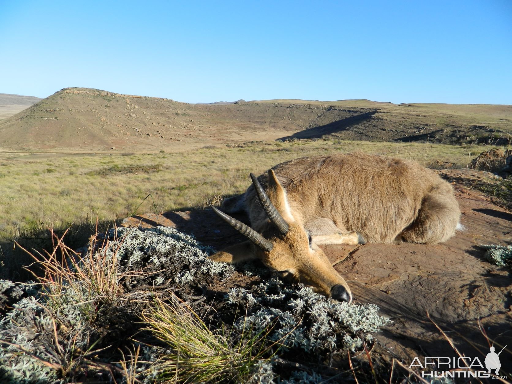 Mountain Reedbuck Hunt South Africa