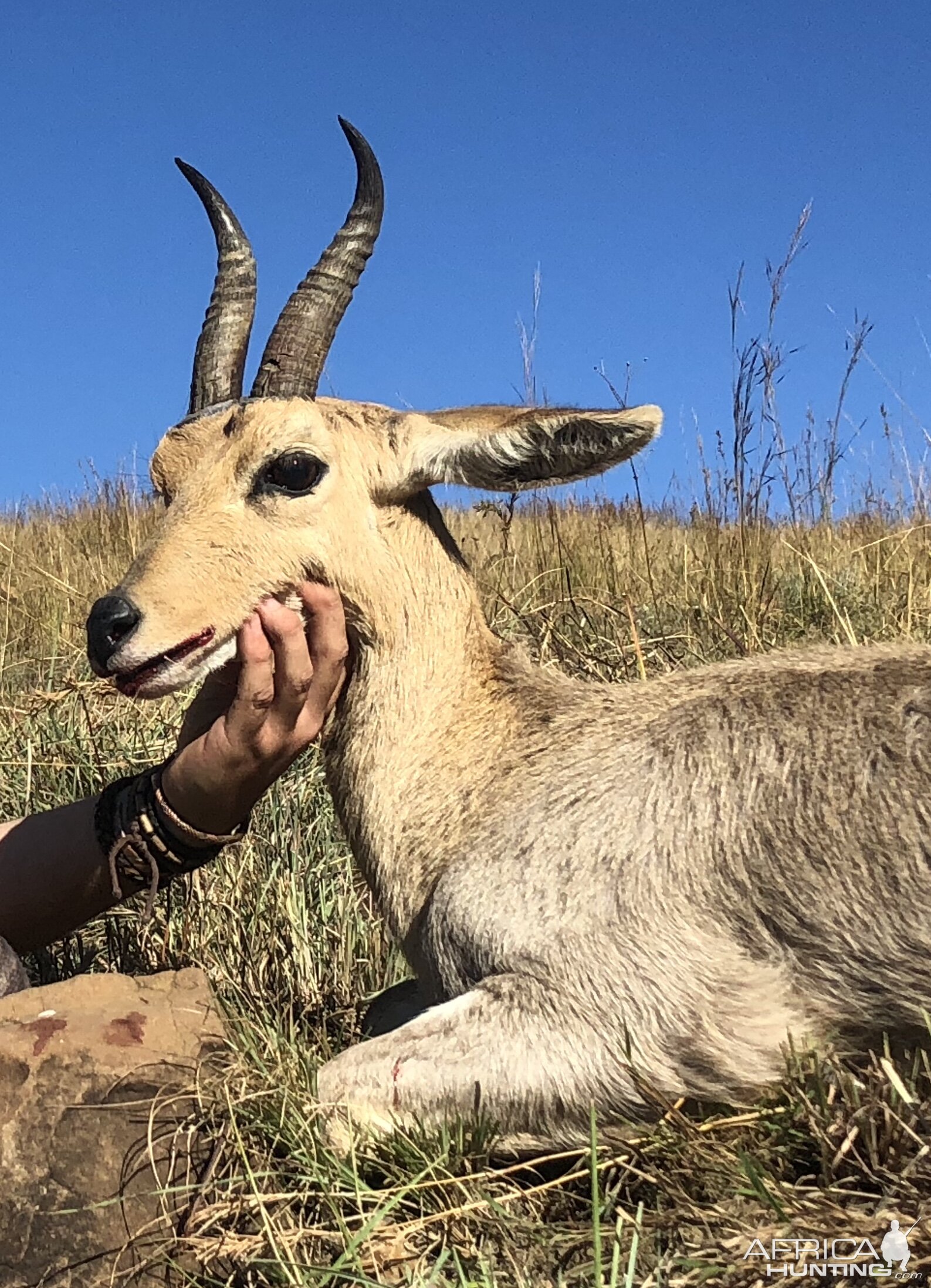 Mountain Reedbuck Hunt South Africa